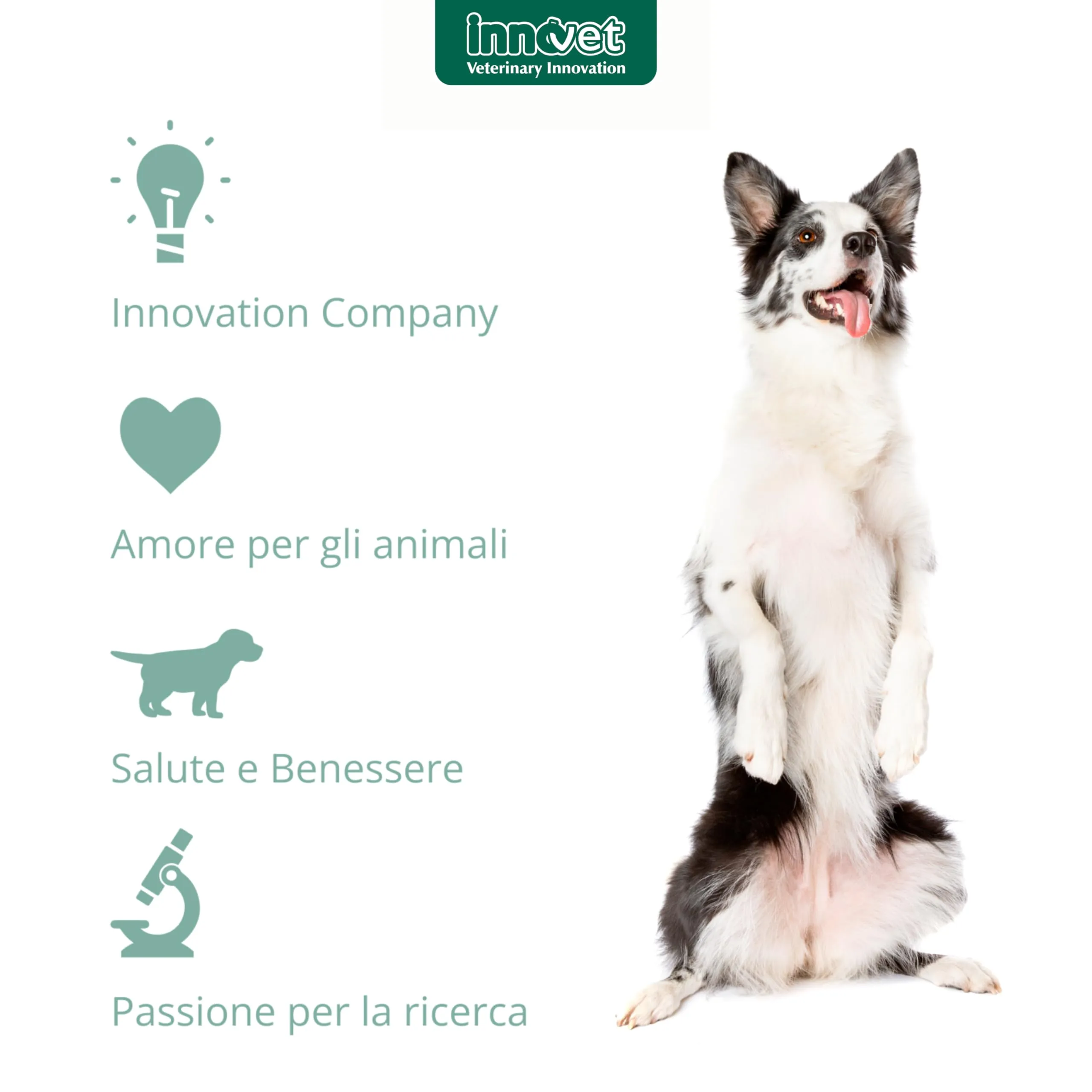 Innovet, Repy Dress HA, Garze Sterili Monouso per Cani e Gatti, in Puro Cotone, per la Pulizia e Cura delle Ferite, Azione Cicatrizzante, con Miele di Manuka e Adelmidrol, Confezione 10 Garze 10x10 cm - immagine 7