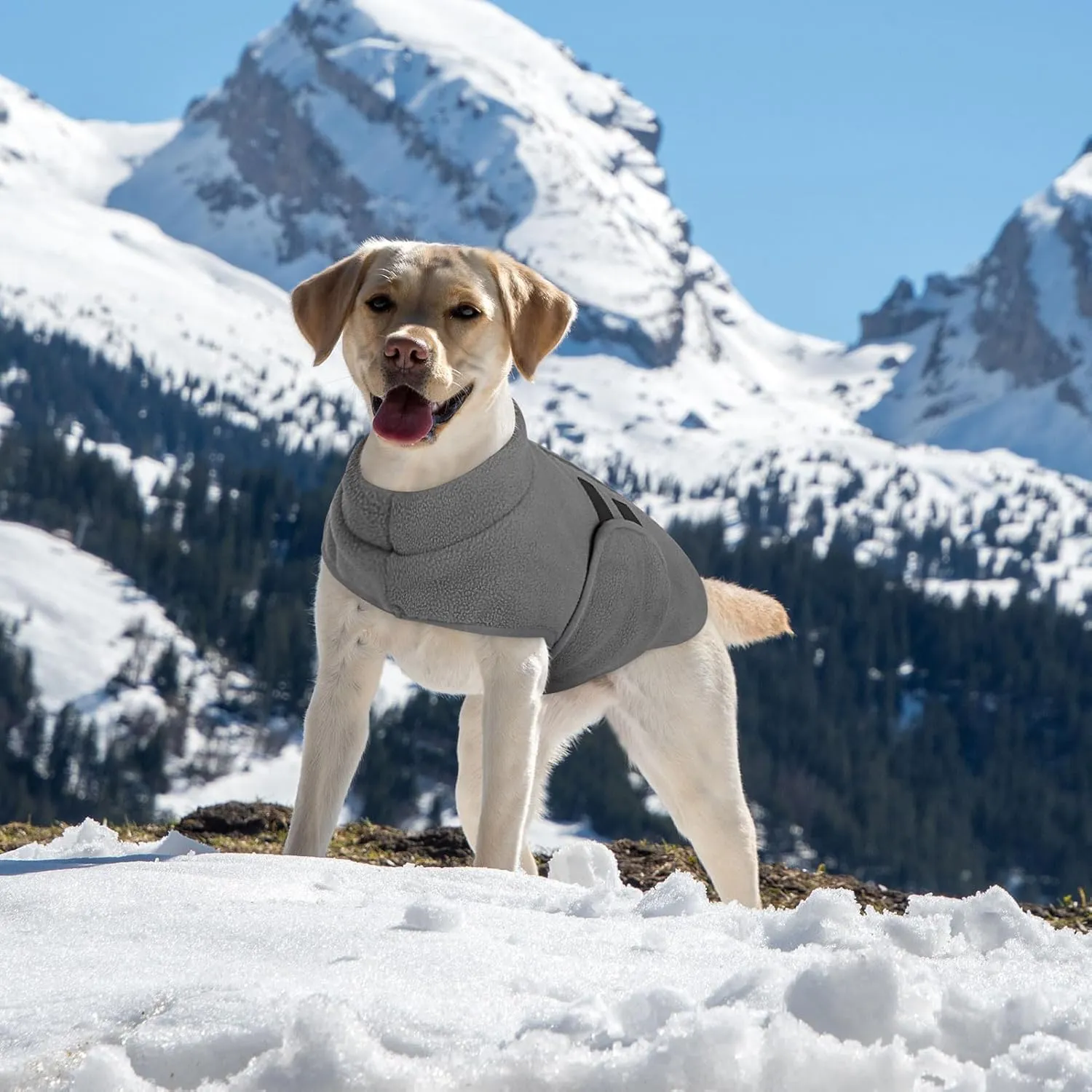 Queenmore Cappotto In Pile Per Bassotto Medio, Maglione Per Cani - immagine 7