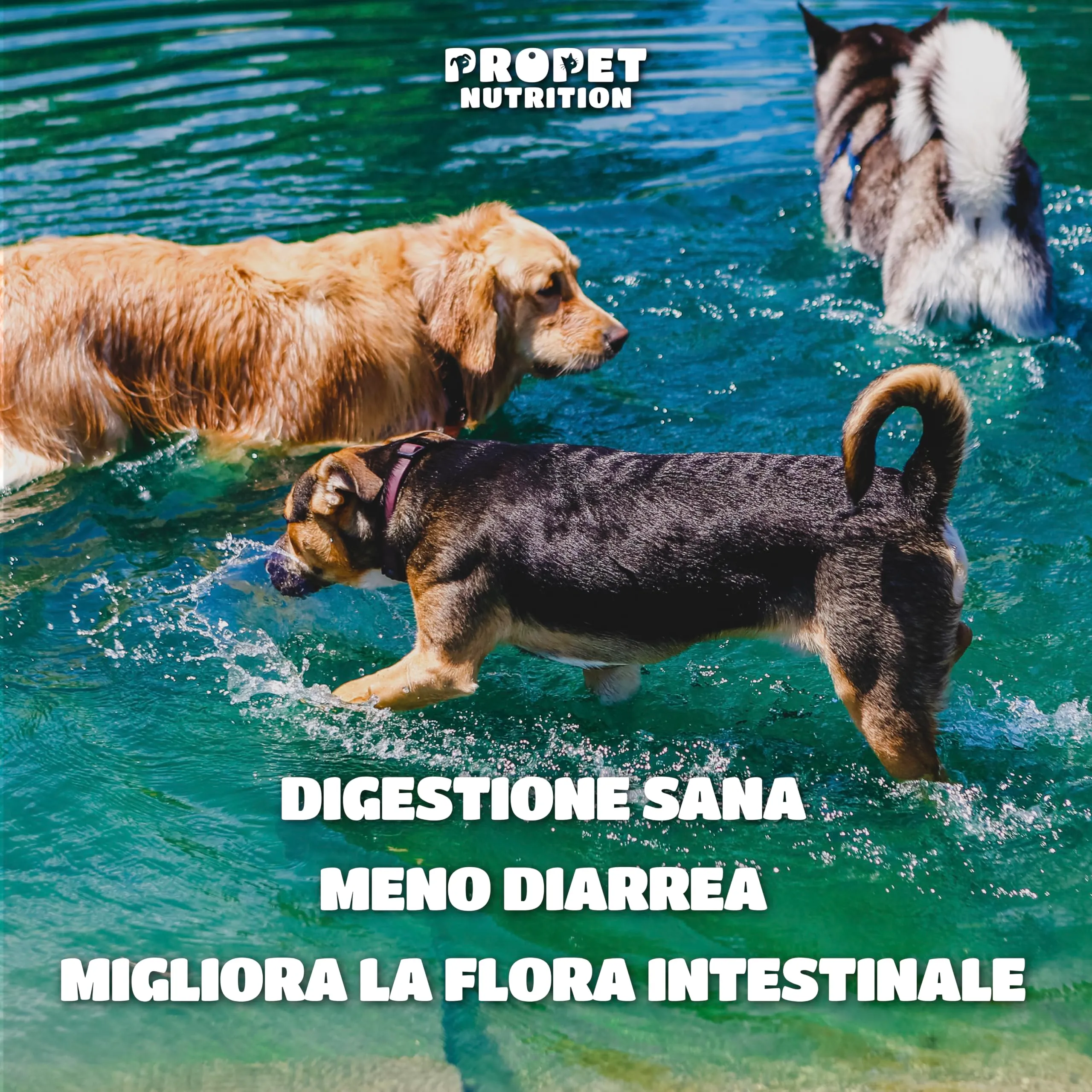 Probiotici per Cani (360 G.) Fermenti Lattici Cane + Prebiotici + Olio di Salmone. Equilibrio Intestinale e Digestione. 5 Miliardi UFC. 120 Masticativi. Ripristino della Flora Batterica. Gusto pollo - immagine 9