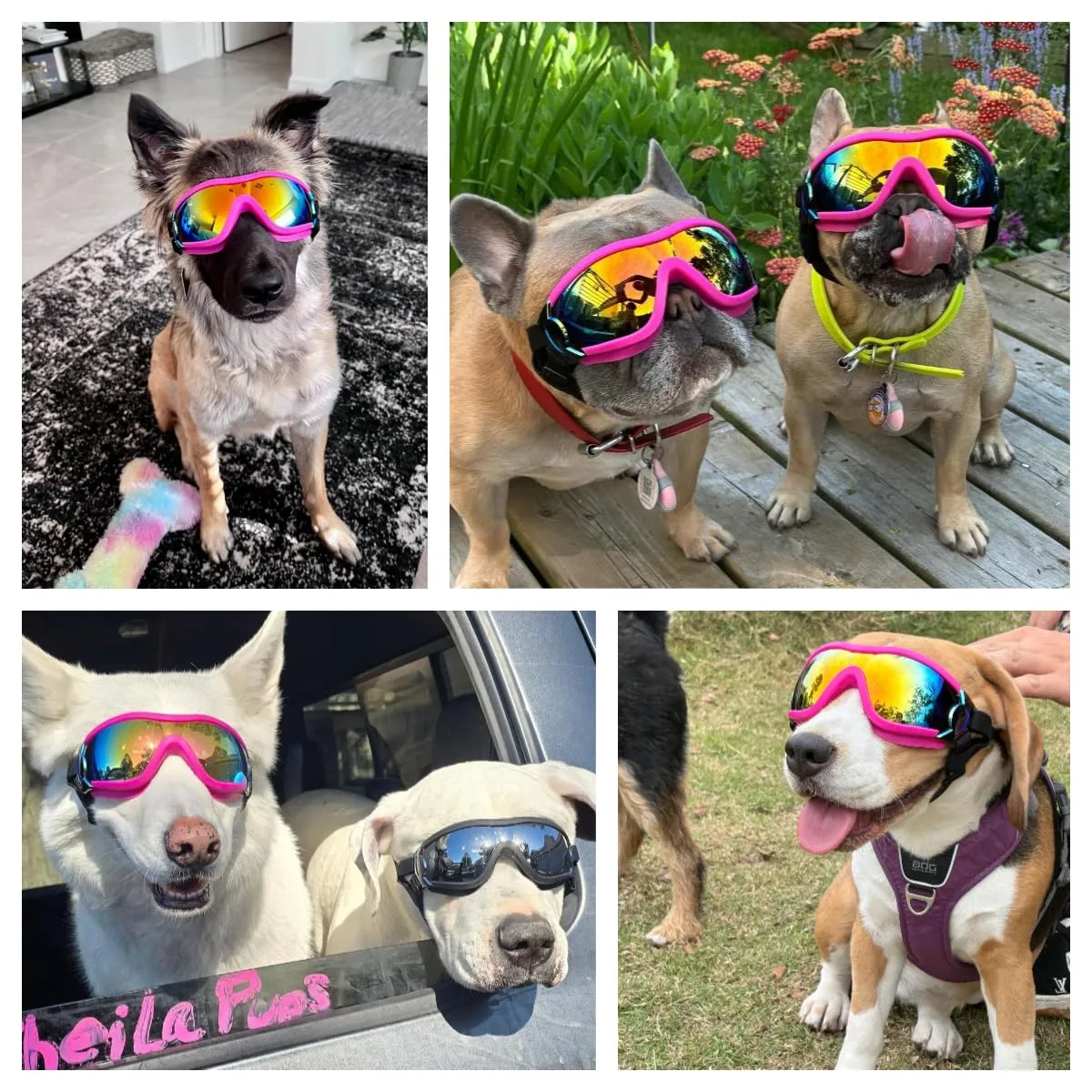 Occhiali da moto per cani con fascia elastica regolabile, anti-UV, antivento, per cani di taglia grande, rosa, L - immagine 2