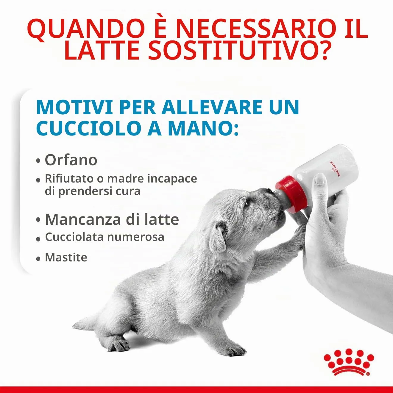 Royal Canin Dog Food Babydog Latte 2 kg - immagine 5