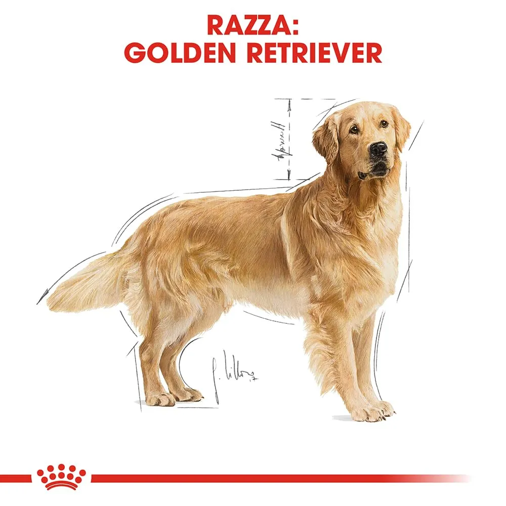 ROYAL CANIN Golden Retriever Adult - Cibo secco per cani - 12kg - immagine 3