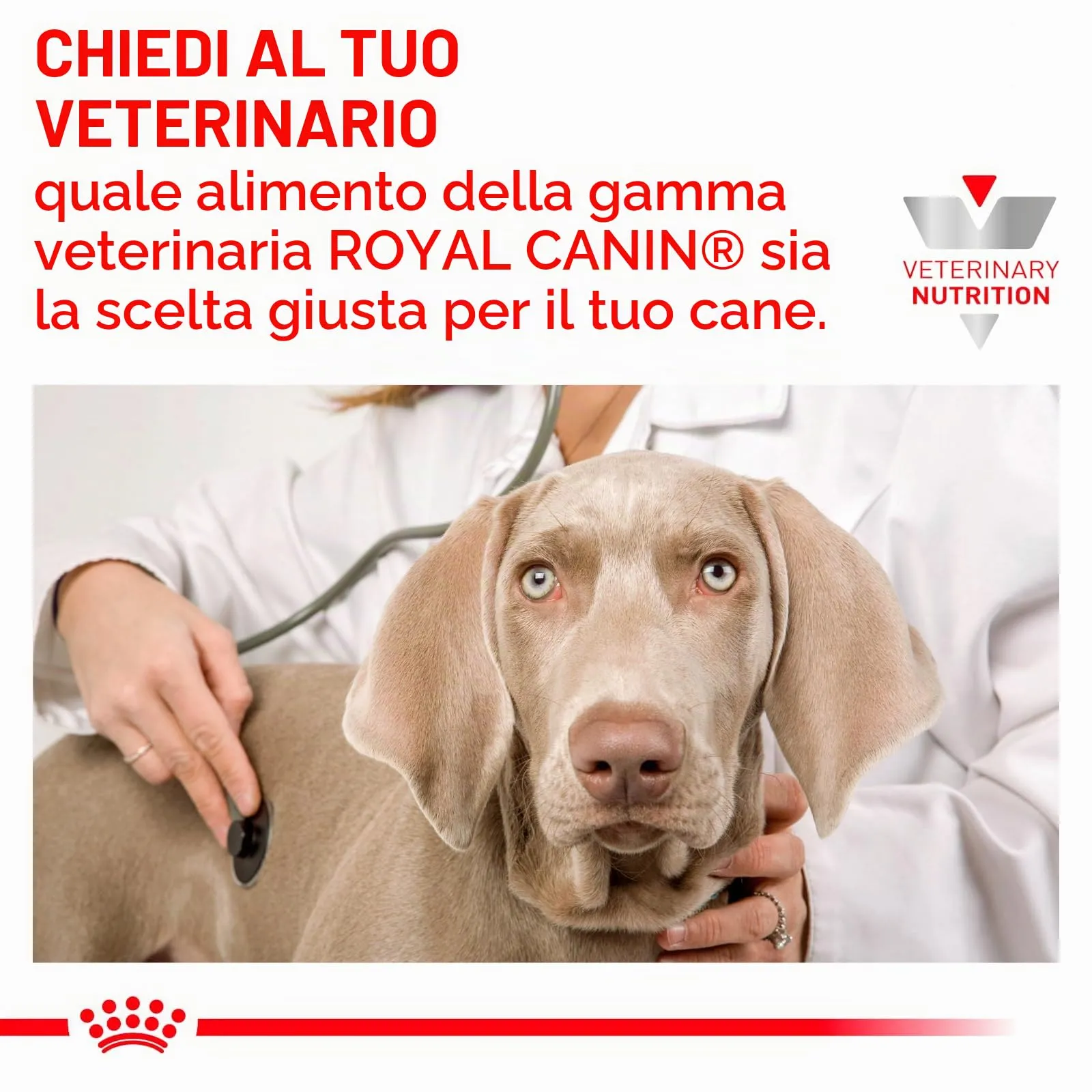 Royal Canin Veterinary Hepatic Mousse | 12 x 420 g | Alimento dietetico completo per cani adulti | Può aiutare a sostenere la funzione epatica nell'insufficienza epatica. - immagine 4