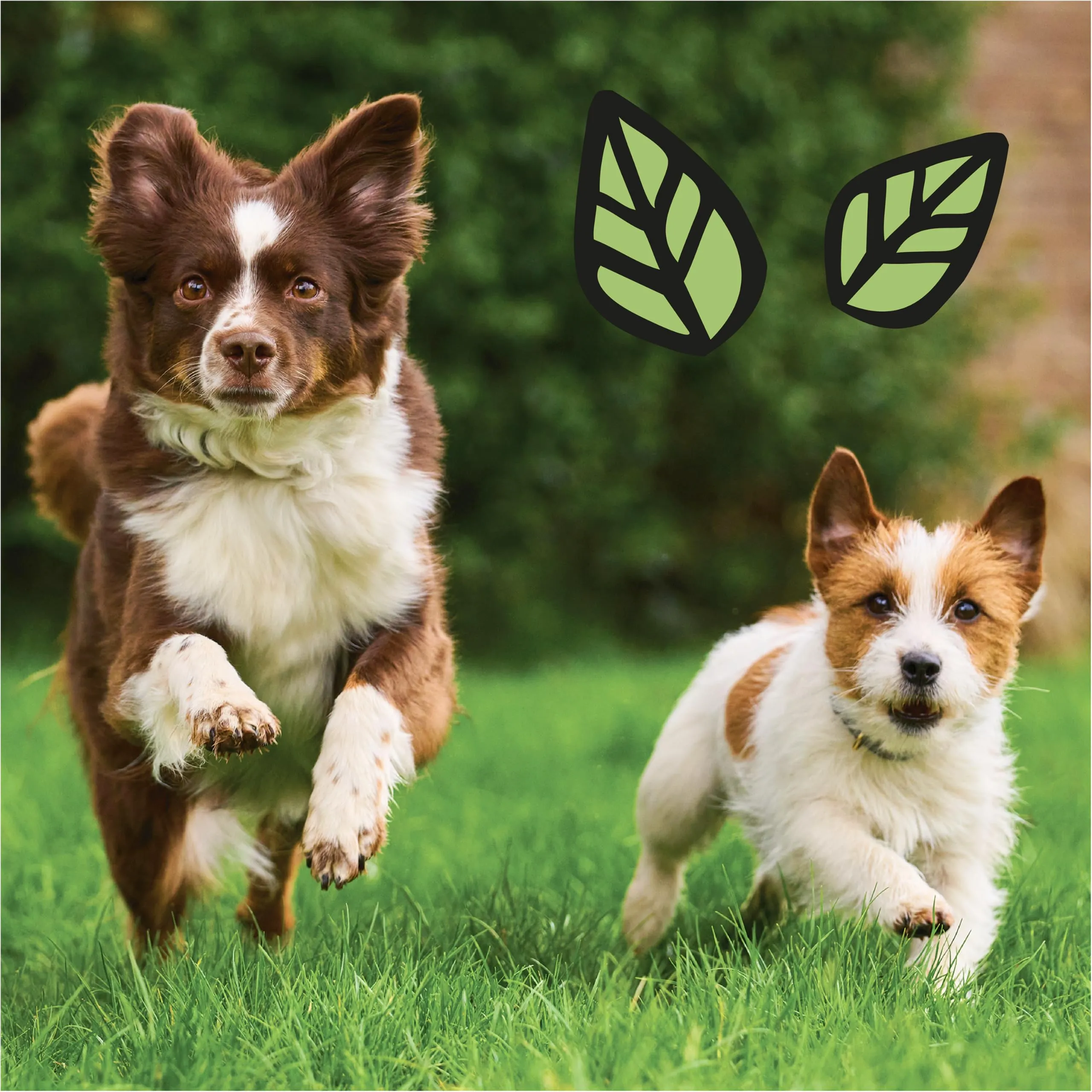 Lily's Kitchen Completo Crocchette Cani per Adulti Cani (4kg) - Cervo & Anatra - immagine 8