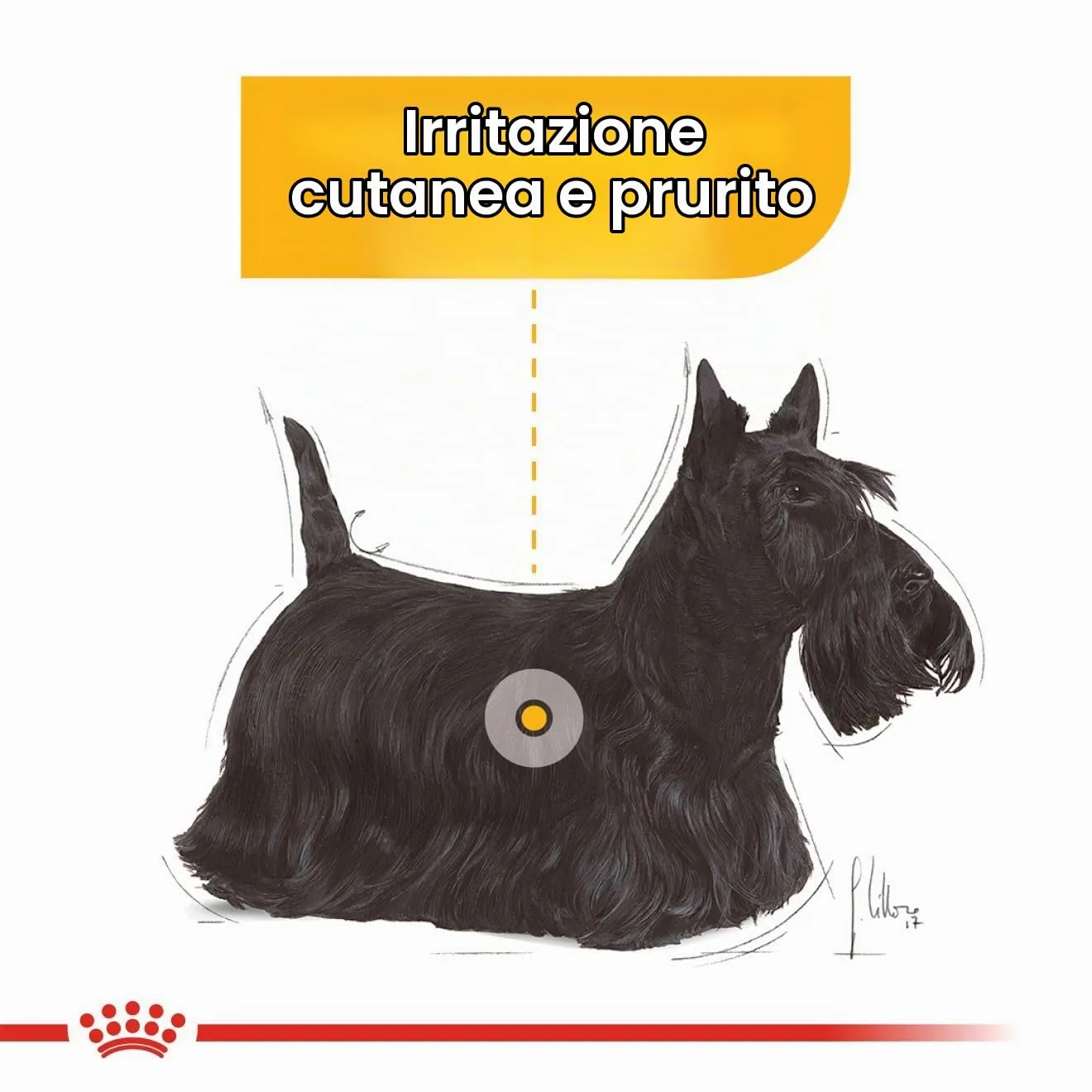 Royal Canin Dermacomfort Mini | 1 kg | Alimento completo per cani adulti di piccola taglia fino a 10 kg | Per supportare la normale salute della pelle | Con acidi grassi Omega-3 e 6 - immagine 4