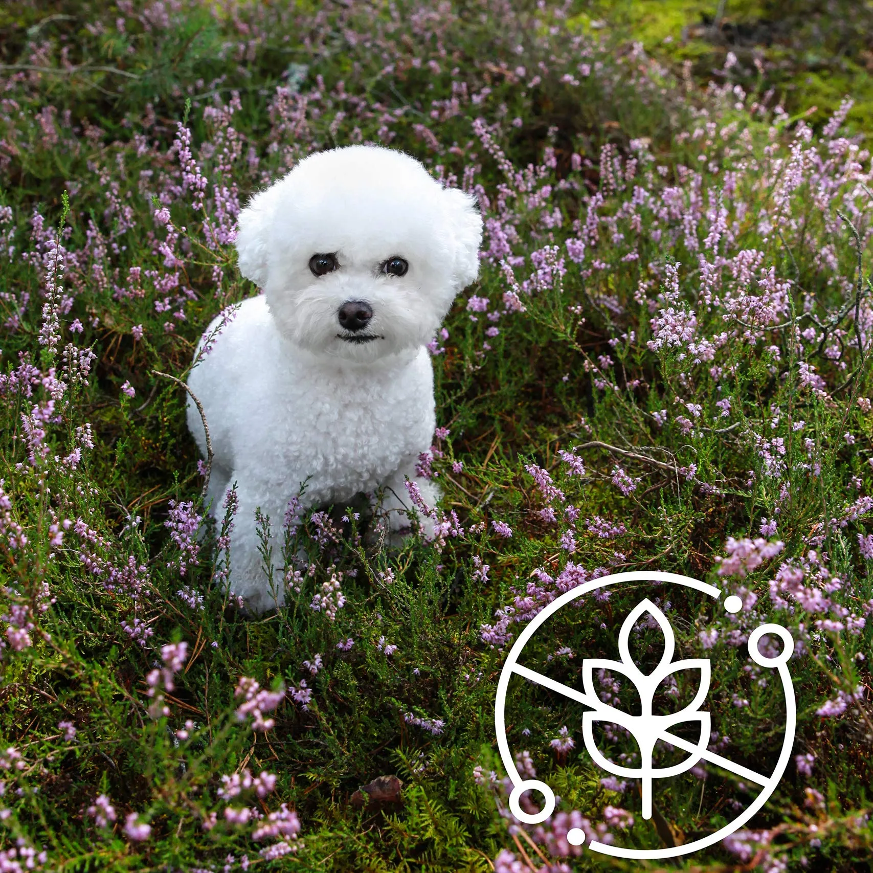 Nature's Protection Superior Care - Pelliccia bianca per cani, agnello, taglia piccola e piccola, confezione da 4 kg - immagine 7