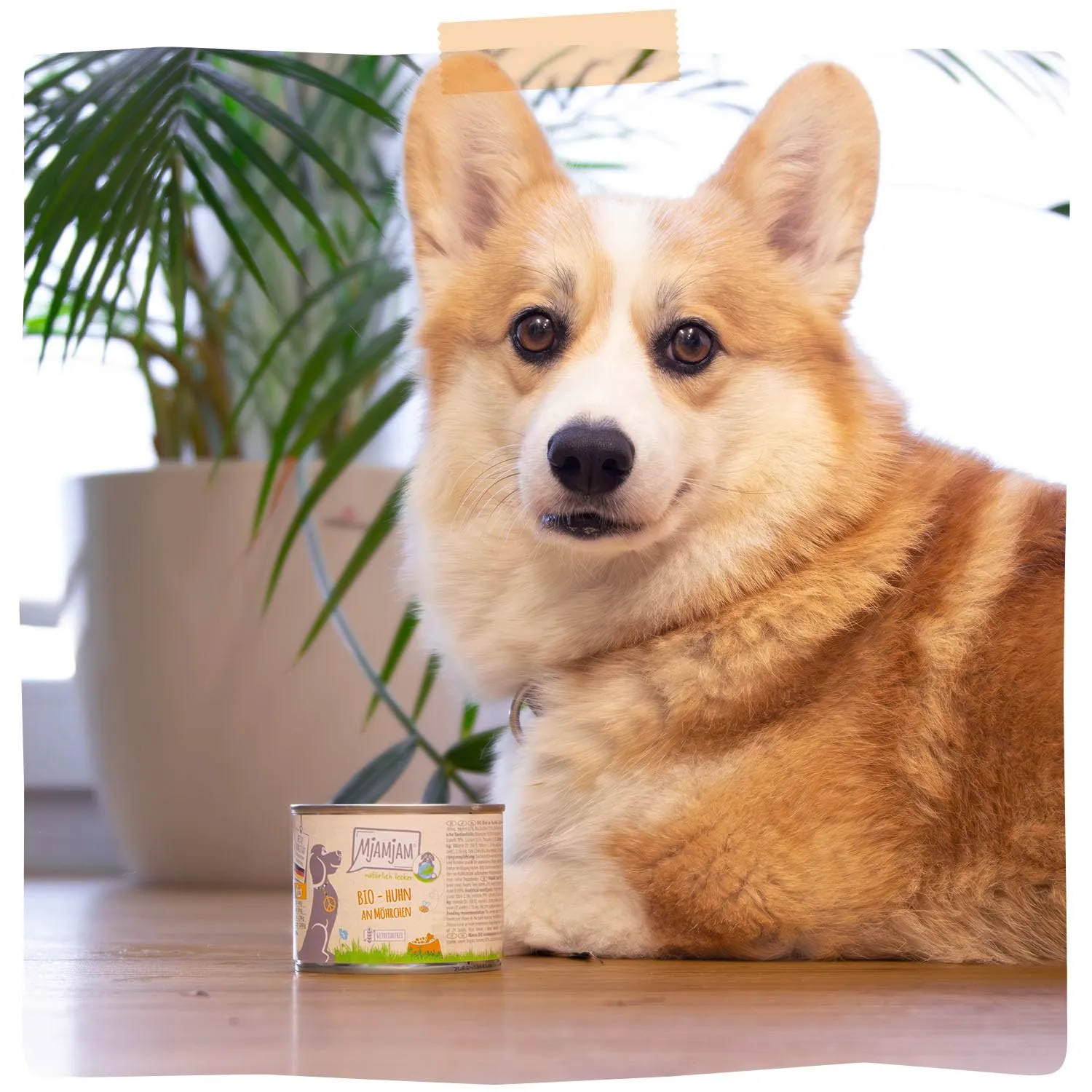 MjAMjAM - Cibo umido premium per cani - naturalmente delizioso - pollo BIO con carote, confezione da 6 (6 x 200 g), senza cereali con carne extra - immagine 6
