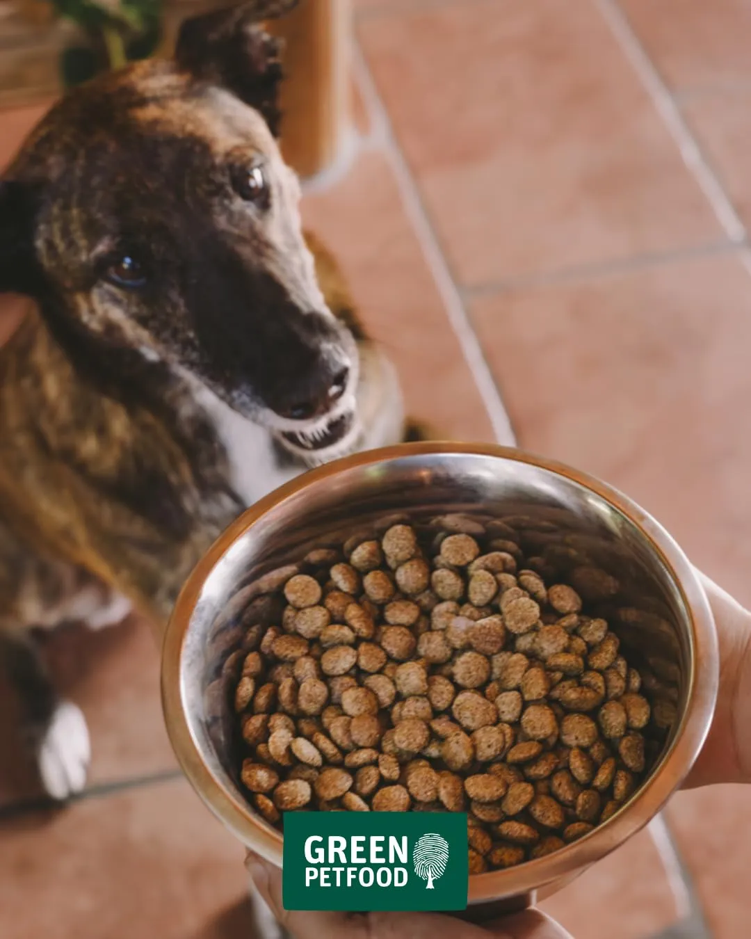 Green Petfood VeggieDog con lente rossa (1 x 10 kg), per adulti, cibo secco di alta qualità per cani adulti, 100% vegetariano, senza frumento, particolarmente compatibile con gusci di semi di psillio - immagine 9