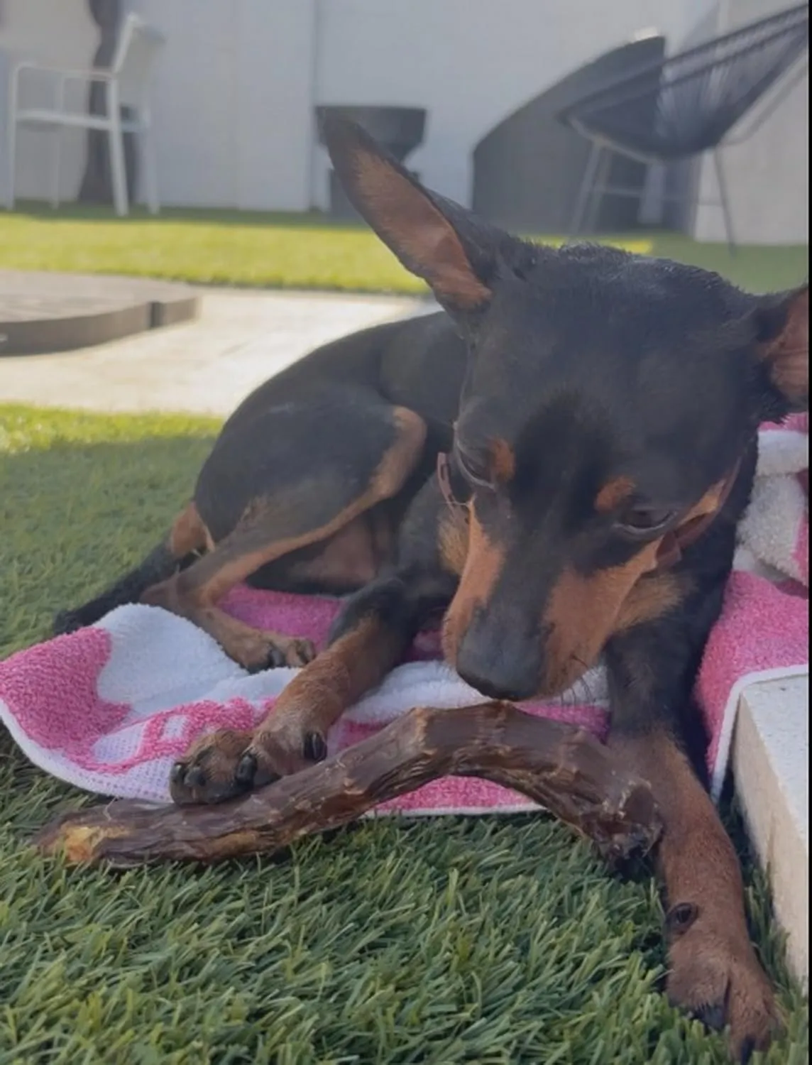 Collo di Anatra per Cani, 1 kg - immagine 6