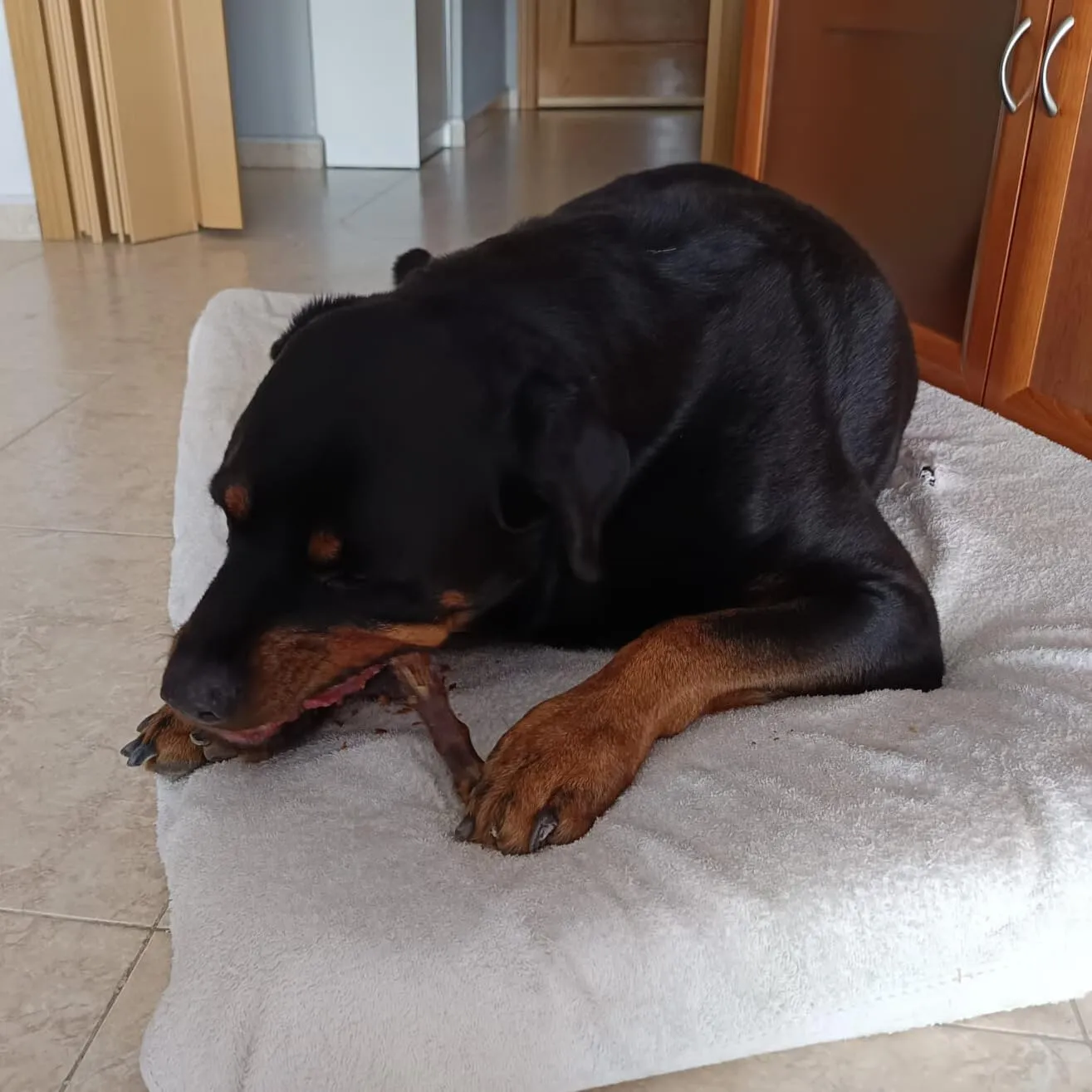 Collo di Anatra per Cani, 1 kg - immagine 7