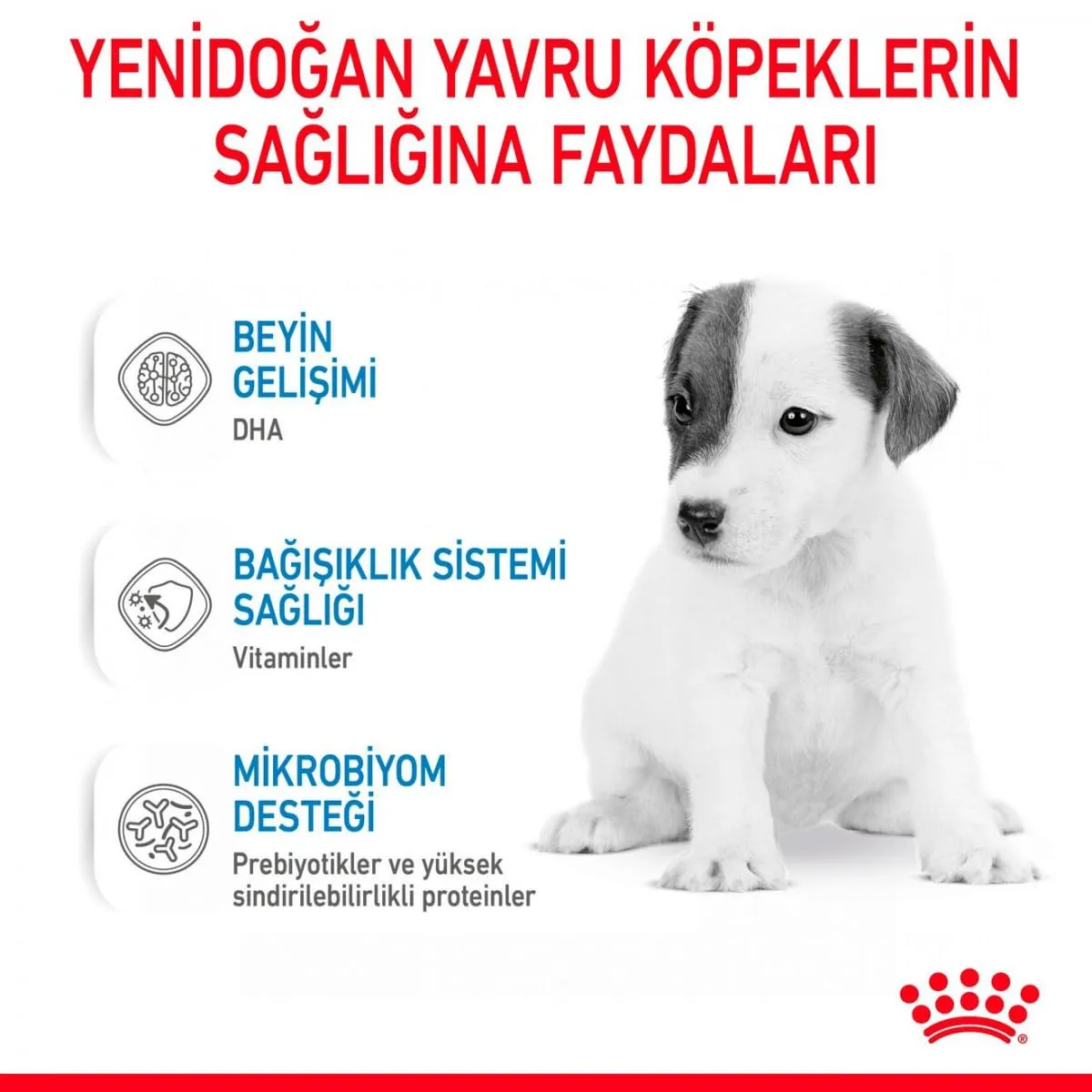 Royal Canin Babydog Milk | 4 x 100 g | Latte in polvere per cuccioli | Per il supporto digestivo | Contenuto di lattosio adeguato | Proteine altamente digeribili - immagine 2