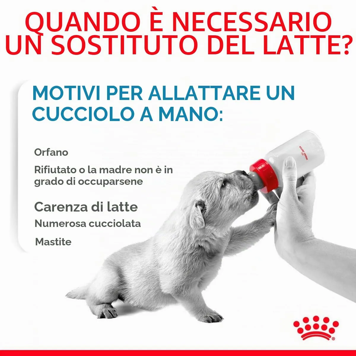 Royal Canin Babydog Milk | 4 x 100 g | Latte in polvere per cuccioli | Per il supporto digestivo | Contenuto di lattosio adeguato | Proteine altamente digeribili - immagine 5