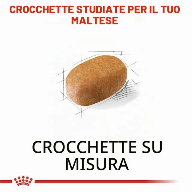 Royal Canin Maltese Adult | 500 g | Cibo secco per Maltesi adulti | Per sostenere il pelo e la digestione | Per cani a partire dai 10 mesi - immagine 4