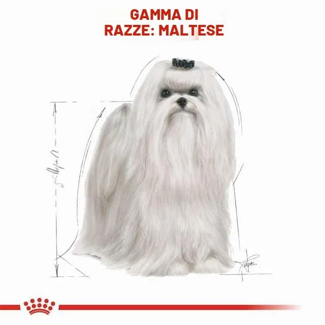 Royal Canin Maltese Adult | 500 g | Cibo secco per Maltesi adulti | Per sostenere il pelo e la digestione | Per cani a partire dai 10 mesi - immagine 5