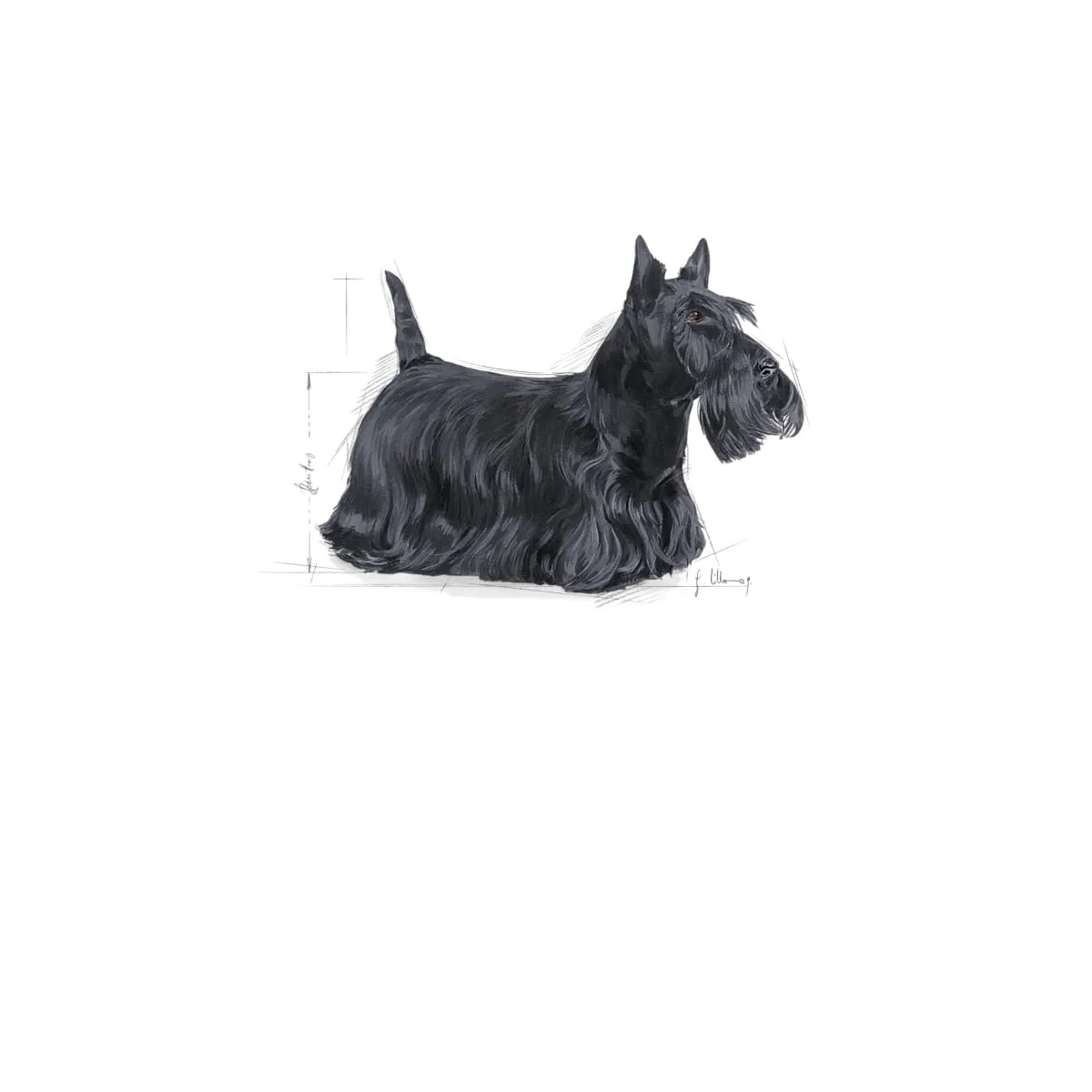 Royal Canin Dermacomfort Mini | 3 kg | Alimento completo per cani adulti di piccola taglia fino a 10 kg | Per il supporto della normale salute della pelle | Con acidi grassi Omega-3 e 6 - immagine 3