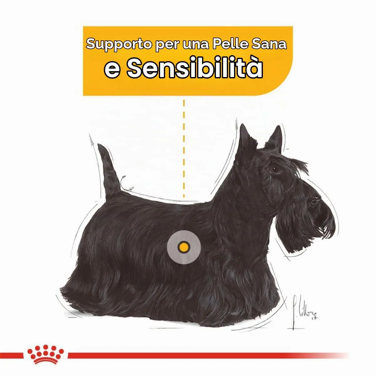 Royal Canin Dermacomfort Mini | 3 kg | Alimento completo per cani adulti di piccola taglia fino a 10 kg | Per il supporto della normale salute della pelle | Con acidi grassi Omega-3 e 6 - immagine 5