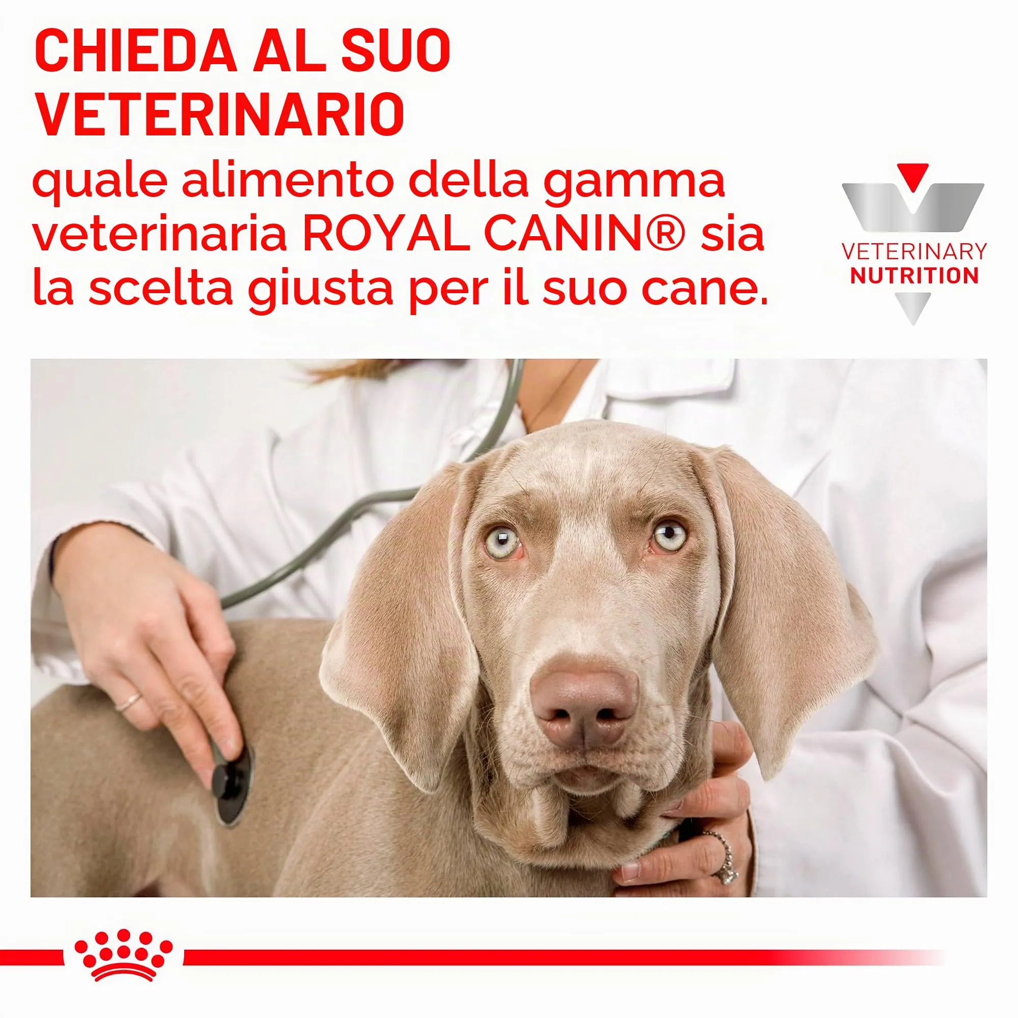 Royal Canin Veterinary Gastrointestinal Mousse | 12 x 200 g | Alimento dietetico completo per cani adulti | Per il supporto digestivo | Ad alto contenuto energetico - immagine 4