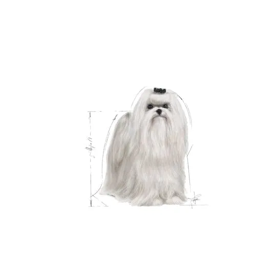 Royal Canin Maltese Adult | Confezione Doppia | 2 x 500 g | Cibo secco per Maltesi adulti | Per sostenere il pelo e la digestione | Per cani a partire dai 10 mesi - immagine 3