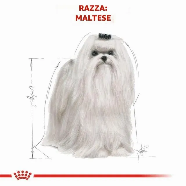 Royal Canin Maltese Adult | Confezione Doppia | 2 x 500 g | Cibo secco per Maltesi adulti | Per sostenere il pelo e la digestione | Per cani a partire dai 10 mesi - immagine 4