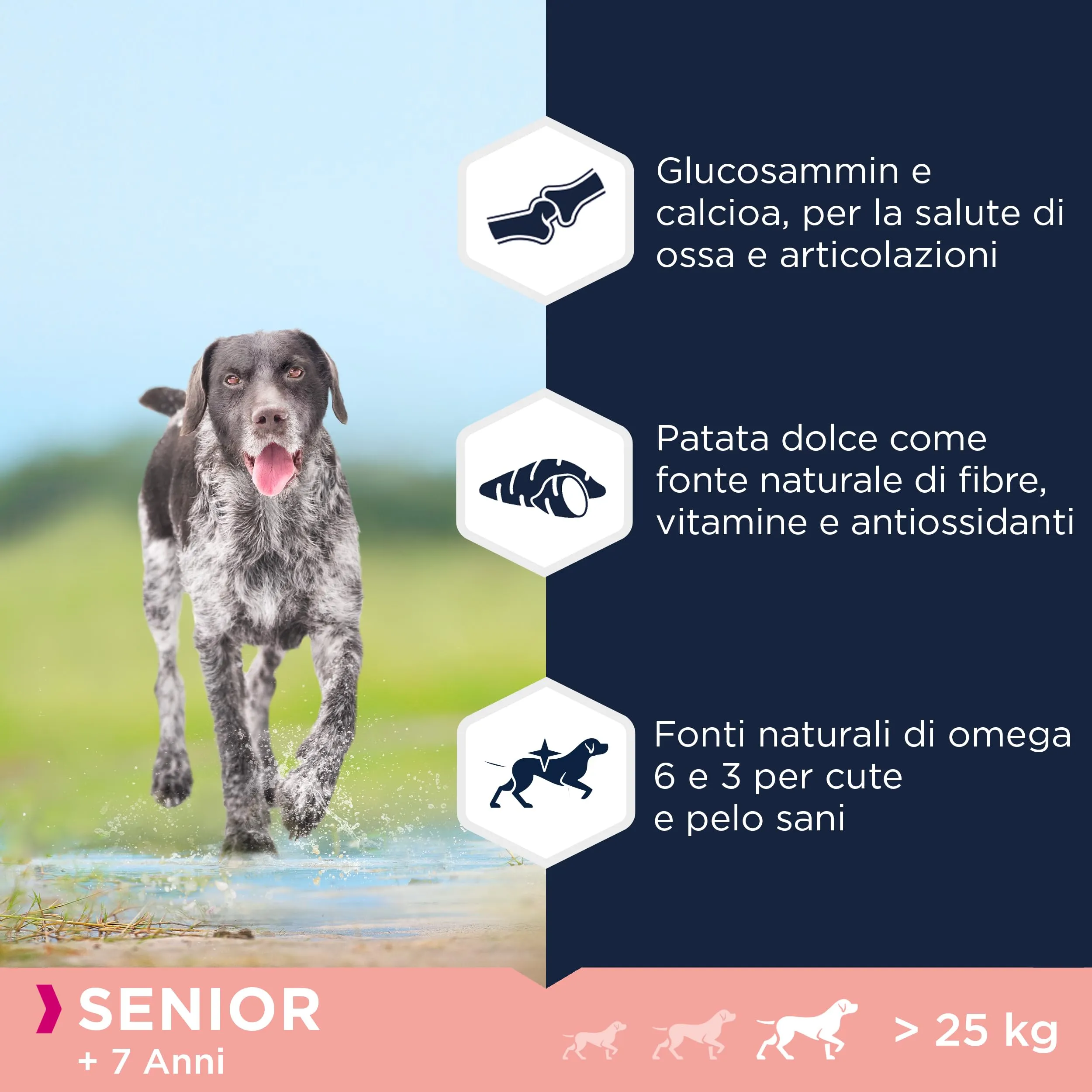 Eukanuba Grain Free, Alimento per cani senior senza cereali di taglia grande e gigante, Ricco di pesce oceanico, 12 kg - immagine 4