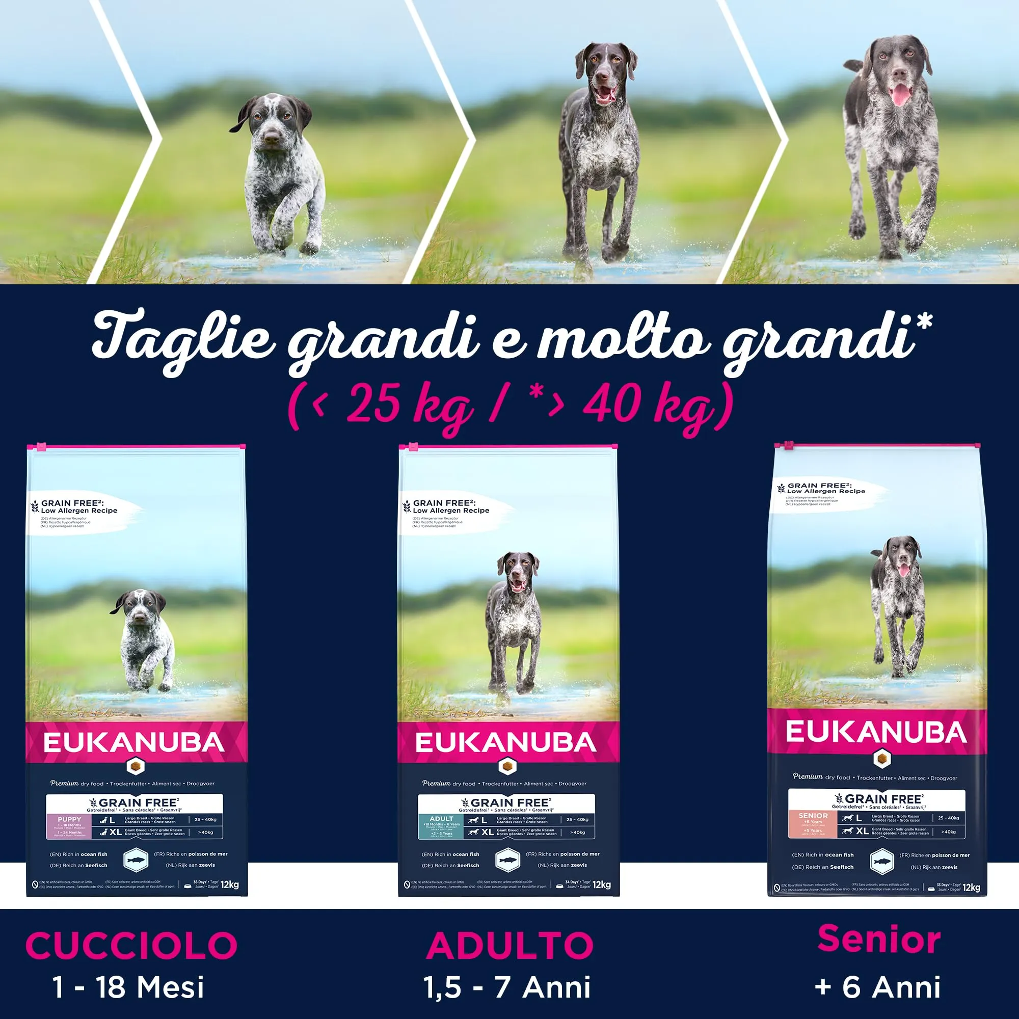 Eukanuba Grain Free, Alimento per cani senior senza cereali di taglia grande e gigante, Ricco di pesce oceanico, 12 kg - immagine 5