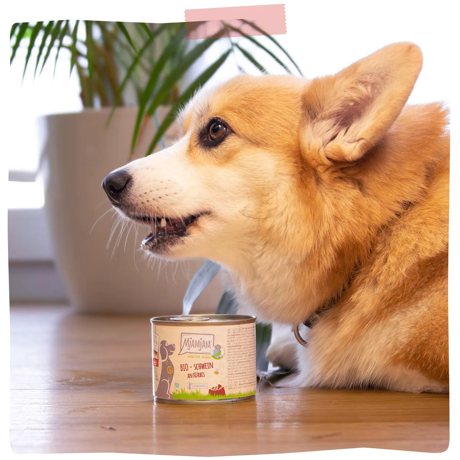 MjAMjAM - Cibo umido premium per cani - naturalmente delizioso - Maiale BIO con zucca, confezione da 6 (6 x 400 g), senza cereali con carne extra - immagine 6