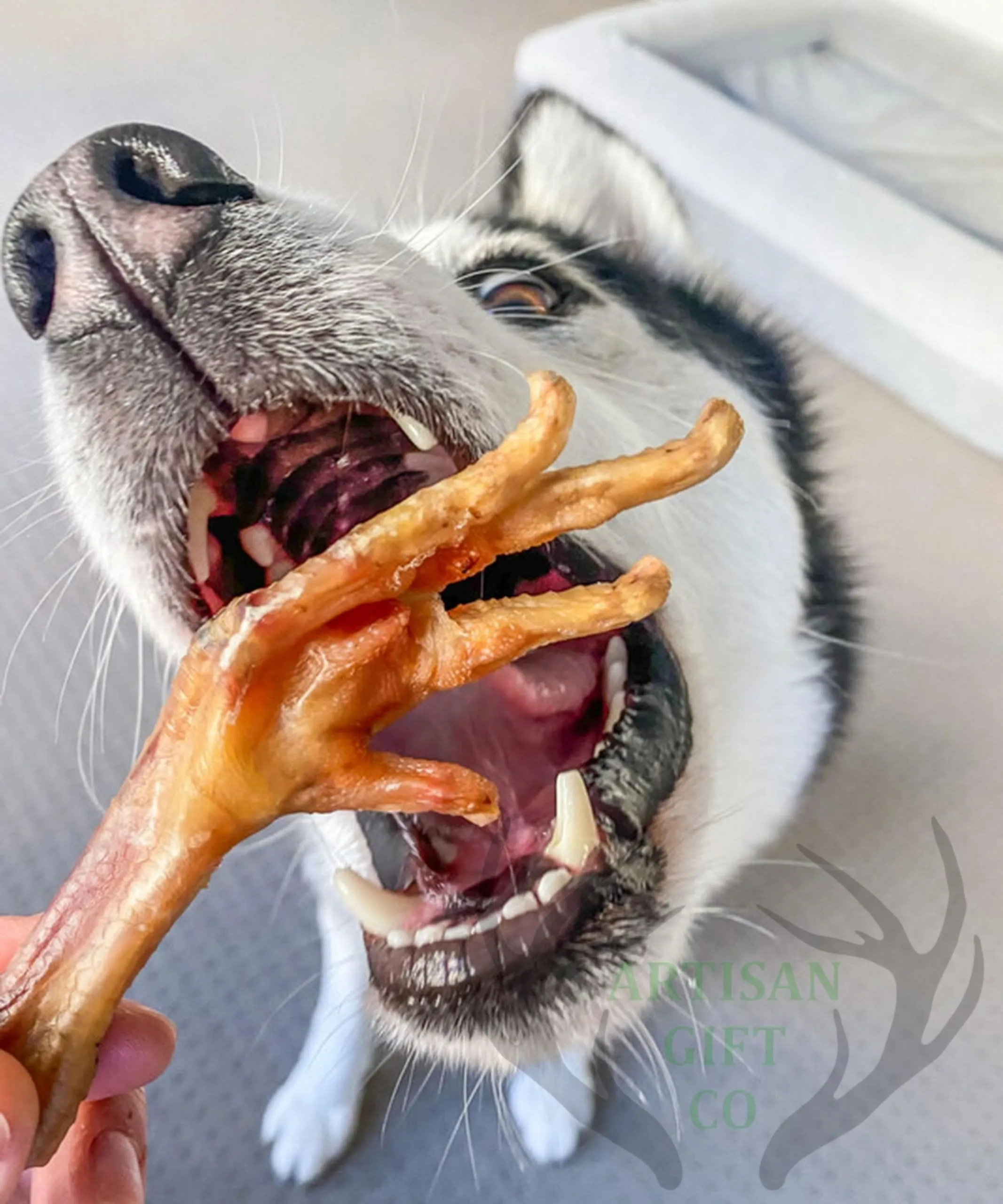 Zampe di gallina per Cani, 1 kg. - immagine 6