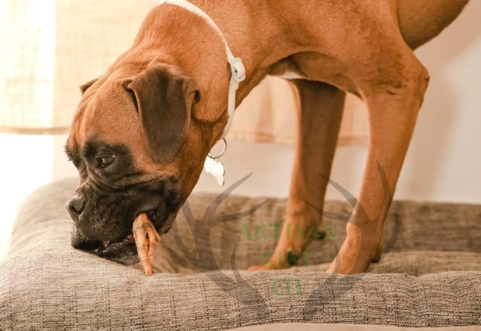 Zampe di gallina per Cani, 1 kg. - immagine 8