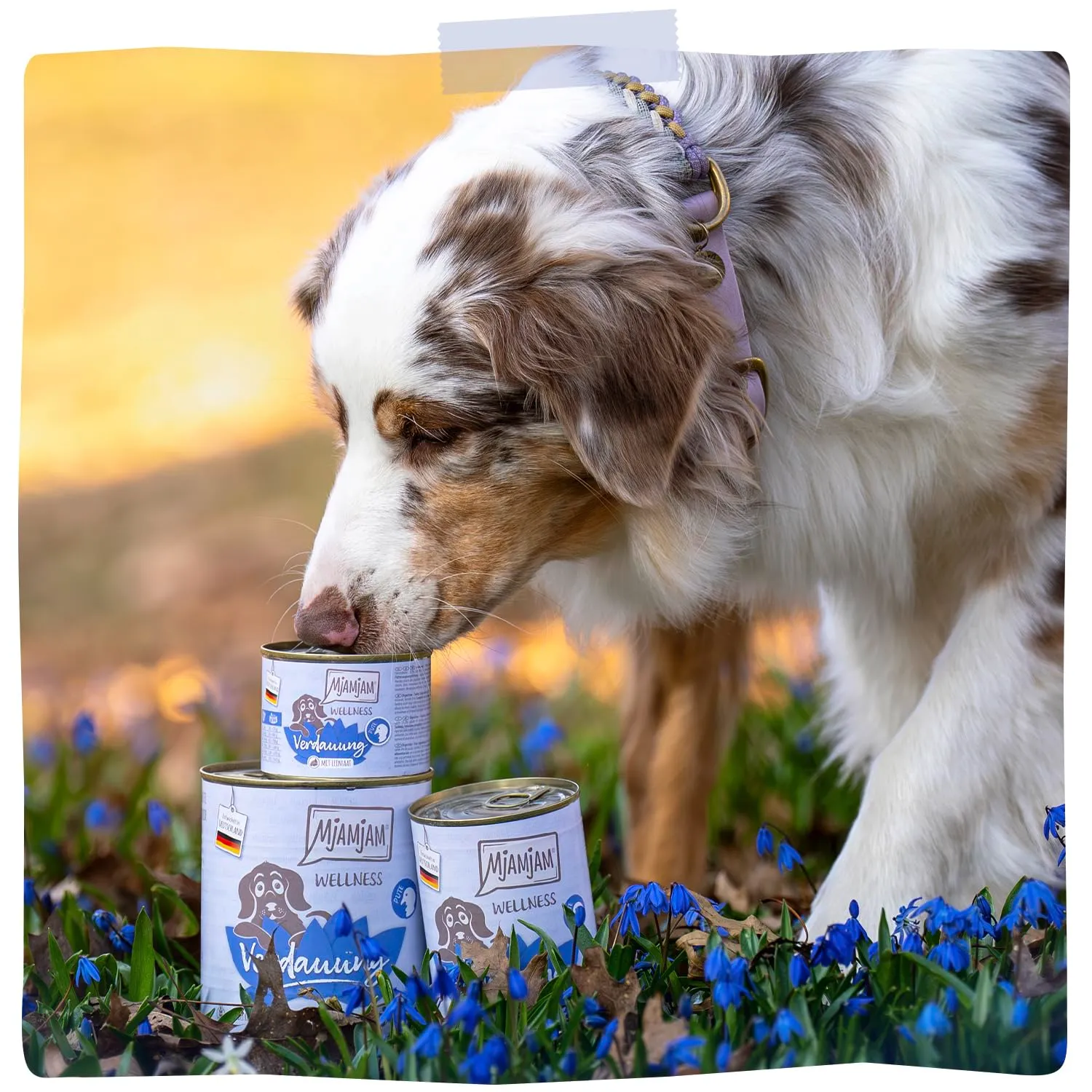 MjAMjAM - Cibo umido premium per cani - Benessere - Digestione - Tacchino, confezione da 6 (6x200g), senza cereali - immagine 6
