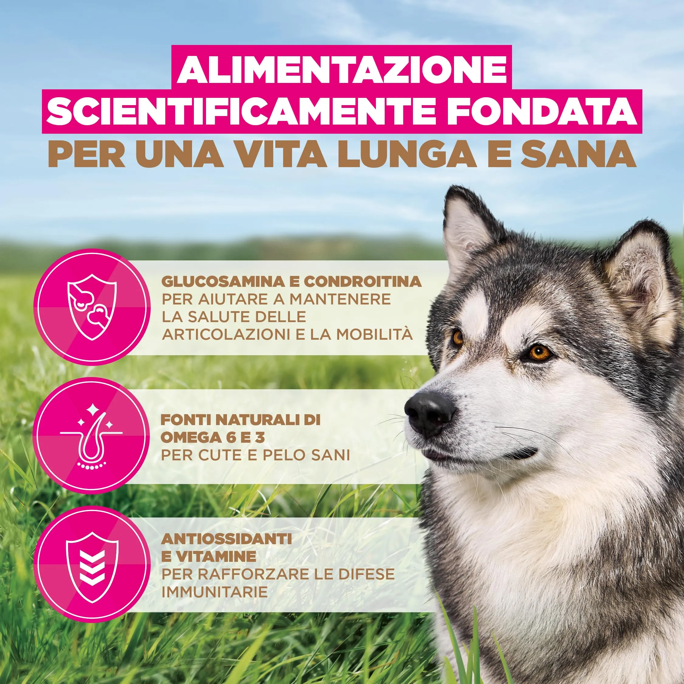EUKANUBA Crocchette per cani anziani taglia grande con pesce, 12 kg - immagine 5
