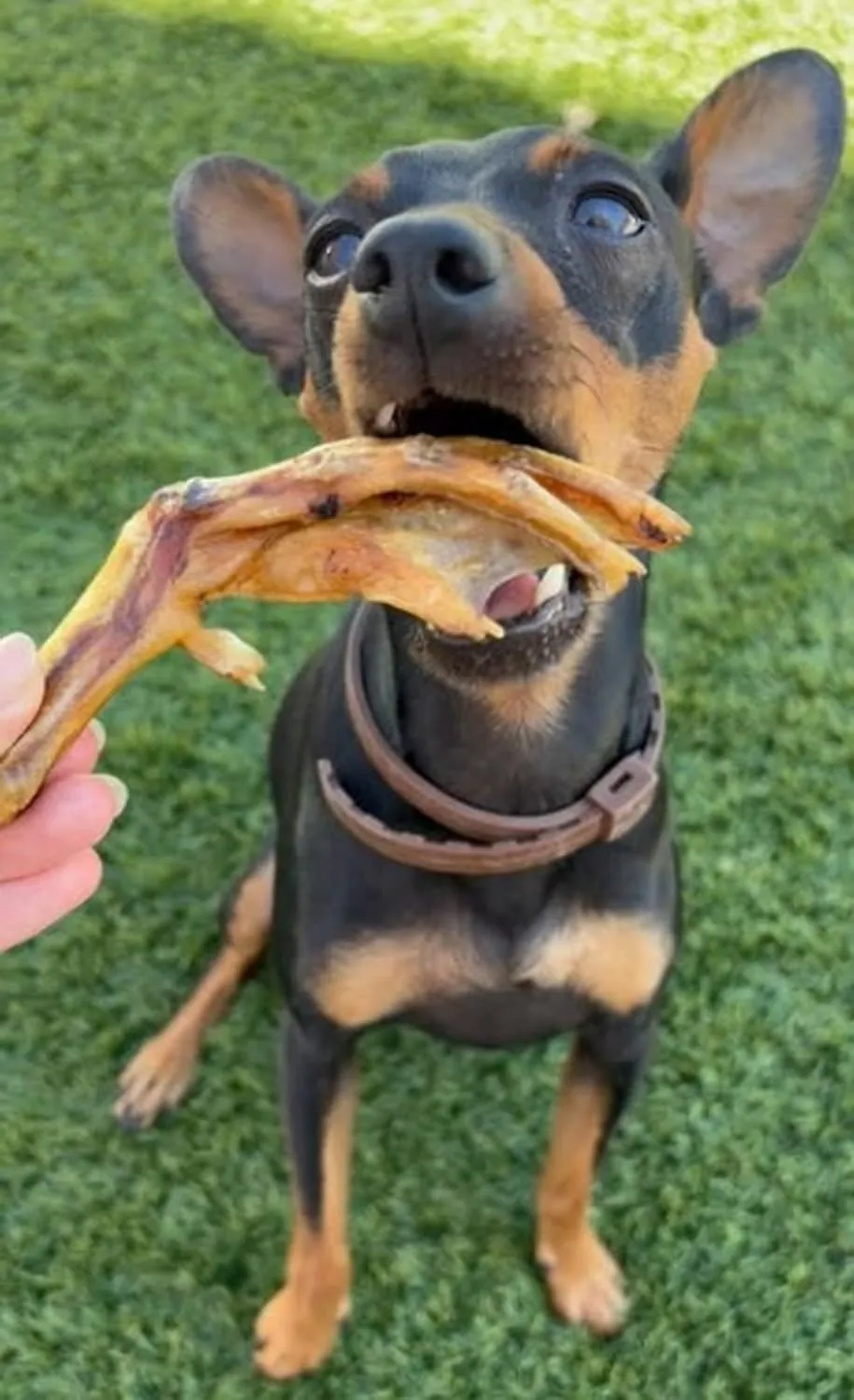 Zampe d’anatra per Cani- 1000 gr, tra 60 e 70 unità circa - immagine 6