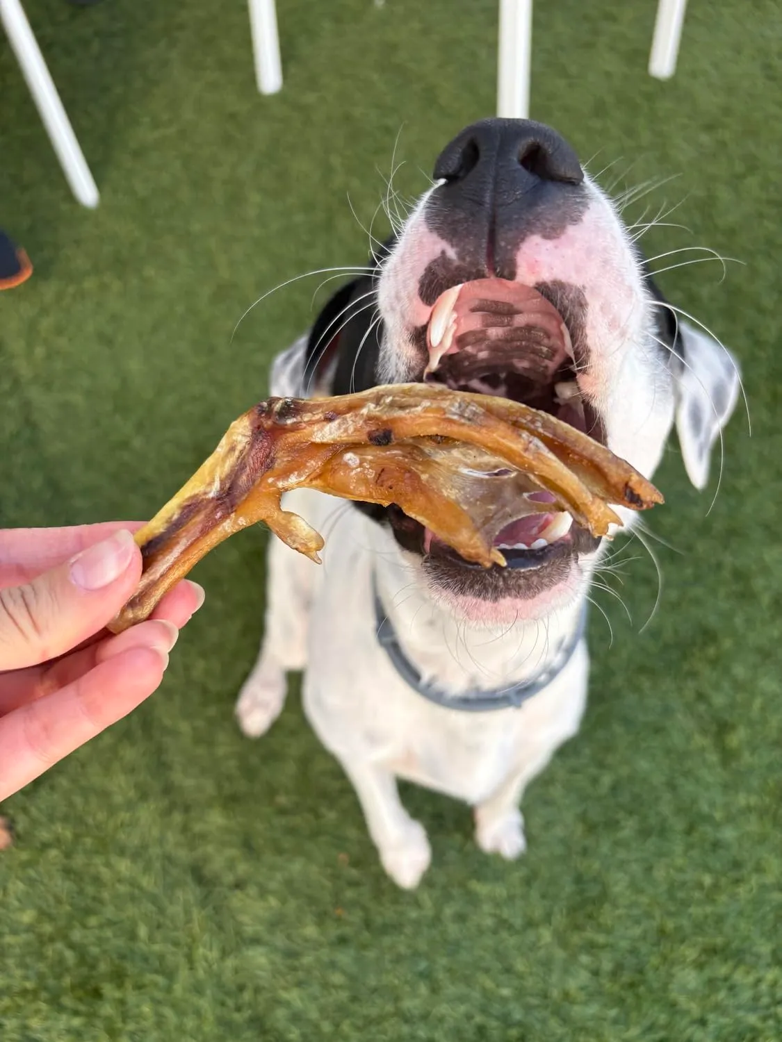 Zampe d’anatra per Cani- 1000 gr, tra 60 e 70 unità circa - immagine 7