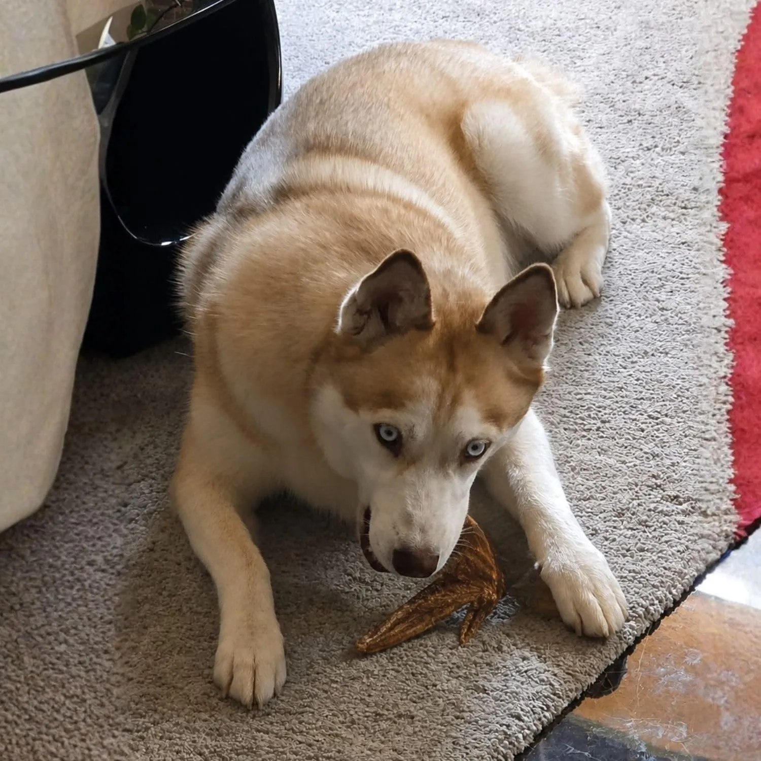Snack per Cani e Cuccioli, Ali Intere di Anatra, 700 g - immagine 4