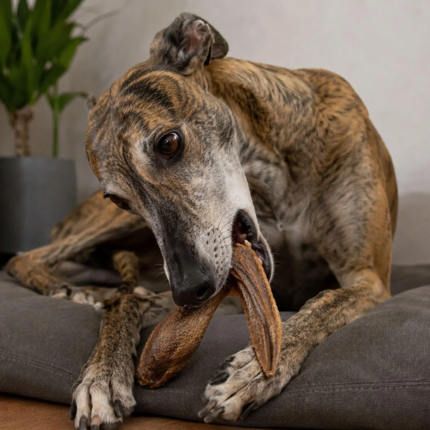 Snack per Cani e Cuccioli, Ali Intere di Anatra, 700 g - immagine 8