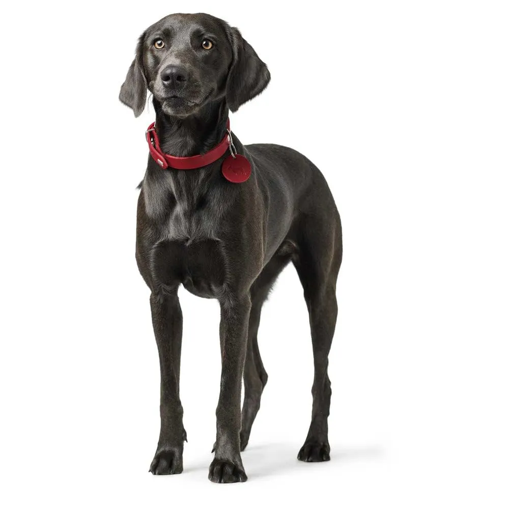HUNTER AALBORG - Collare per cani in pelle, semplice, resistente, confortevole, 52 (M), rosso - immagine 7
