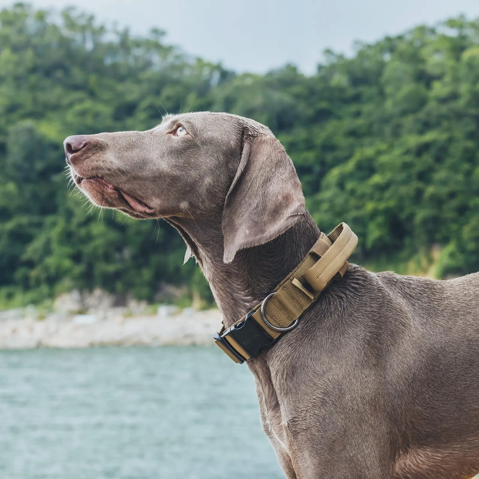 OneTigris Collare per cani con fibbia in metallo per cani (Marrone, M) - immagine 7