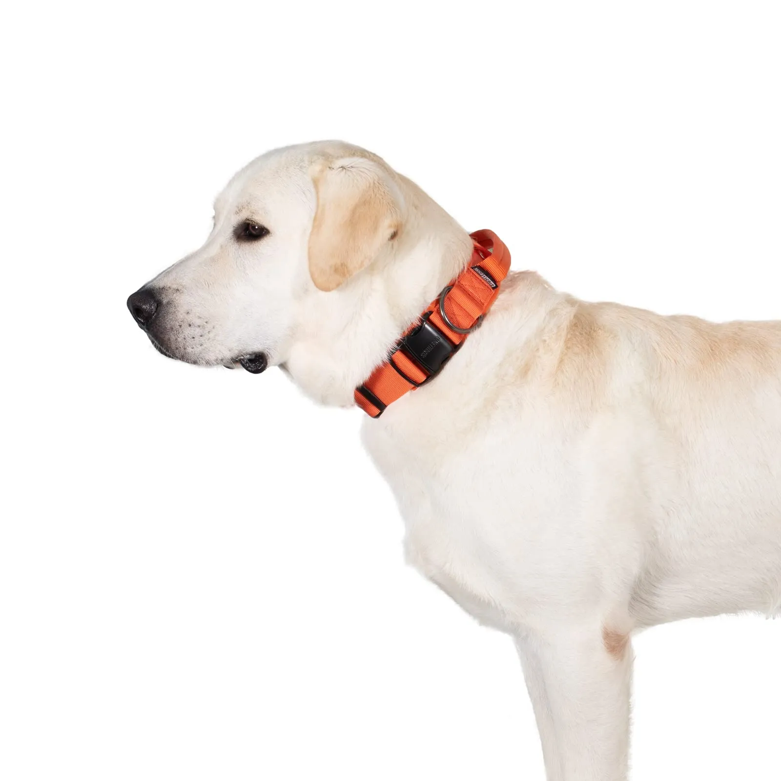 OneTigris Collare per cani con fibbia in metallo per cani (Arancione, L) - immagine 1