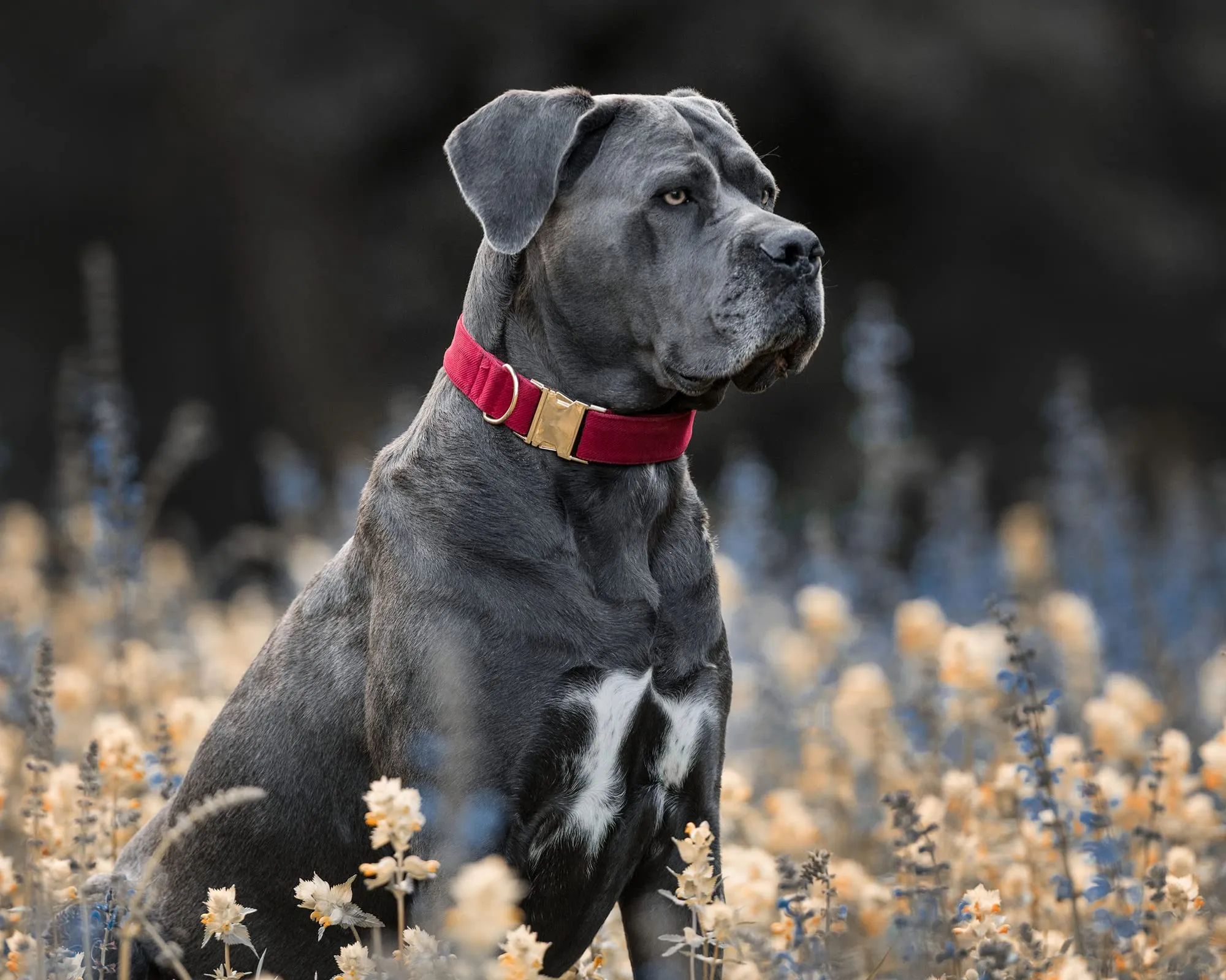 YUDOTE Collare per cani ultra morbido in velluto a coste di cotone naturale realizzato per cani di taglia grande con pelle sensibile, rosso - immagine 4