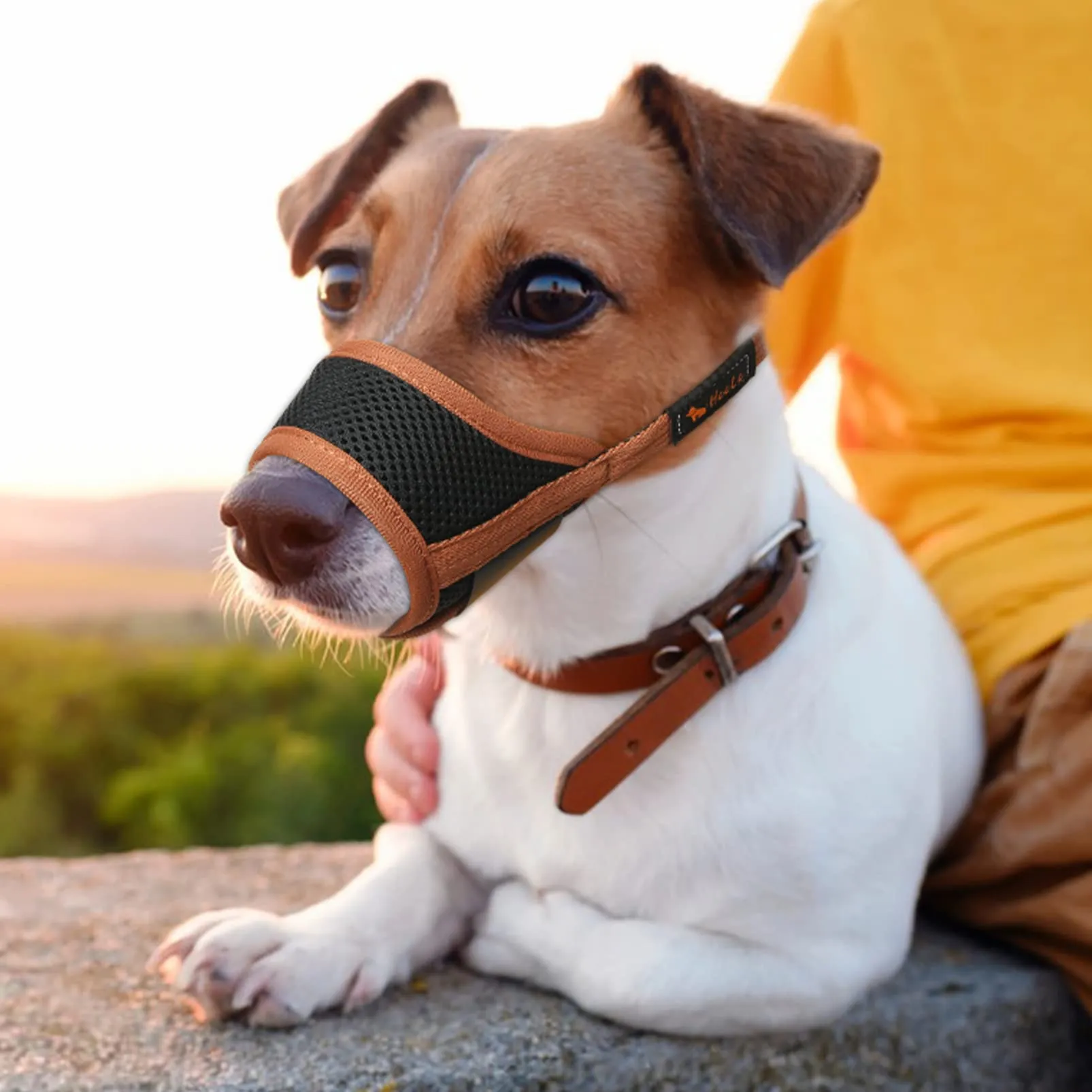 HEELE Museruola Cane Museruola per Cane Regolabile Contro Morsi e Rosicchio Antiabbaio Museruole Morbido Rete Traspirante Marrone S - immagine 6