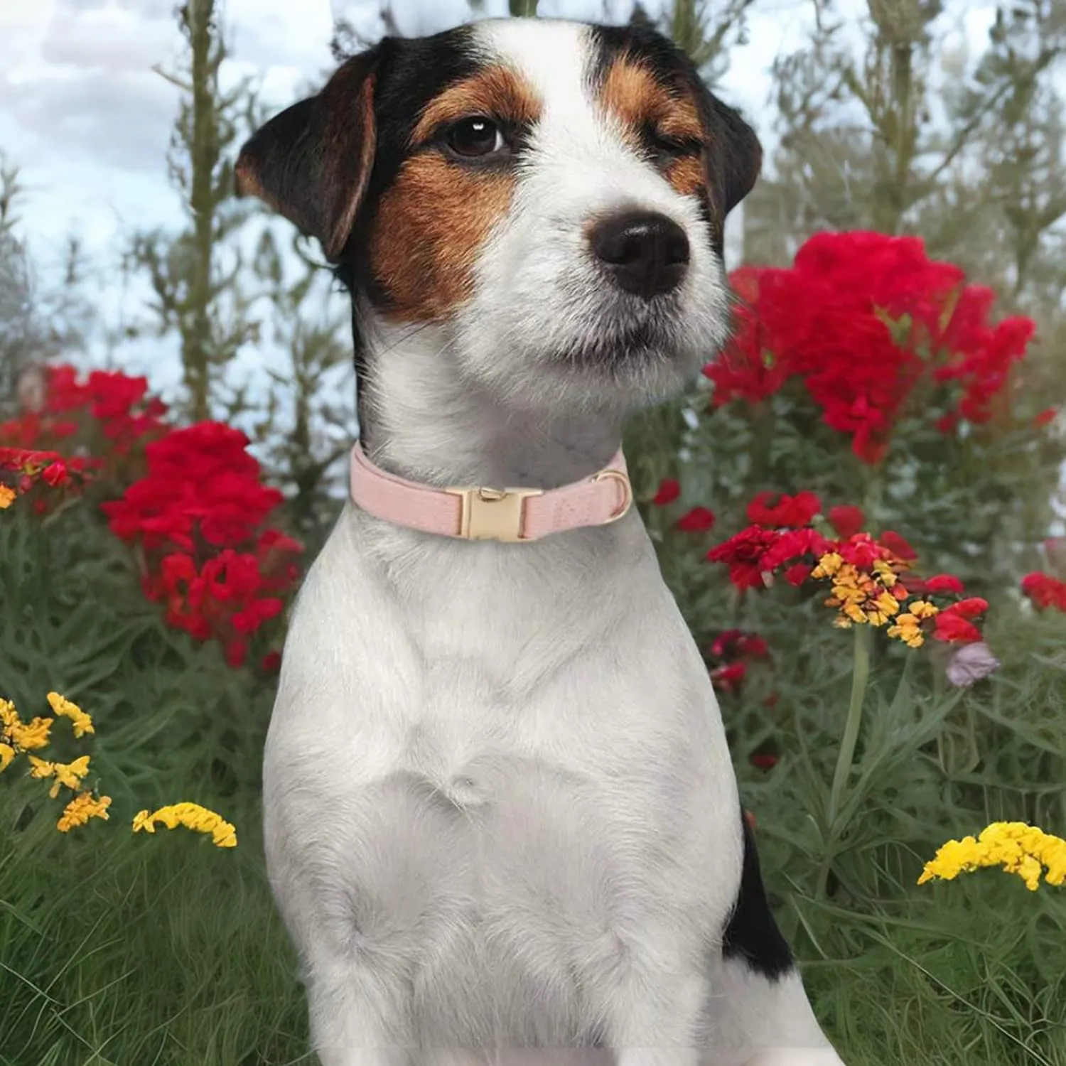 YUDOTE Collare per cani ultra morbido in velluto a coste di cotone naturale realizzato per cani di piccola taglia con pelle sensibile, rosa antico - immagine 2