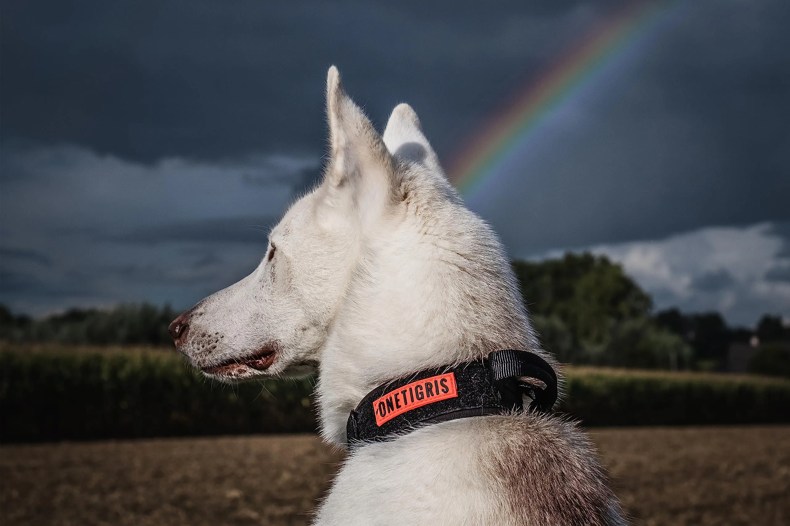 OneTigris Collare per cani con fibbia in metallo per cani (Nero, L) - immagine 8