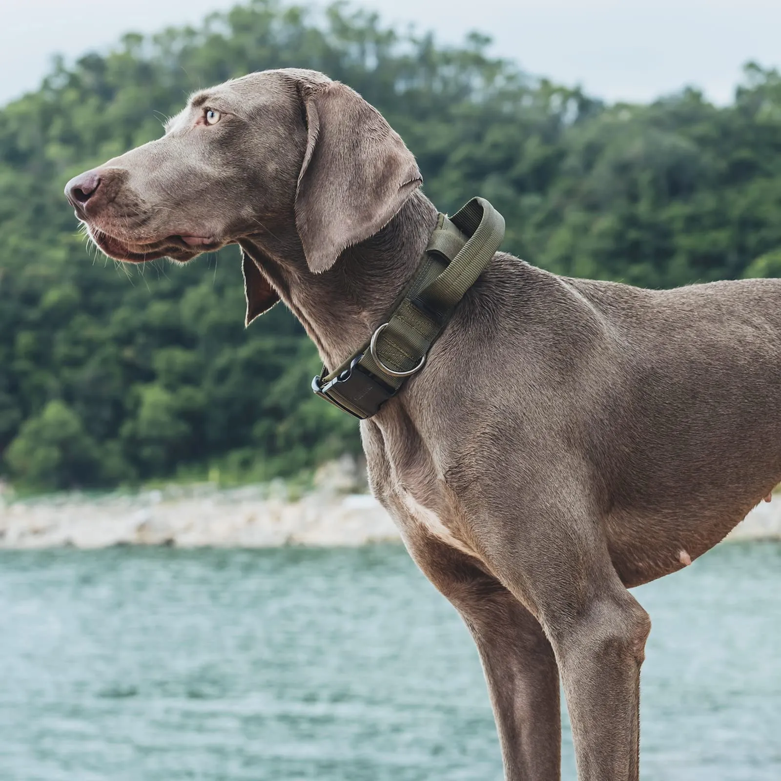OneTigris Collare per cani con fibbia in metallo per cani (Verde, L) - immagine 7
