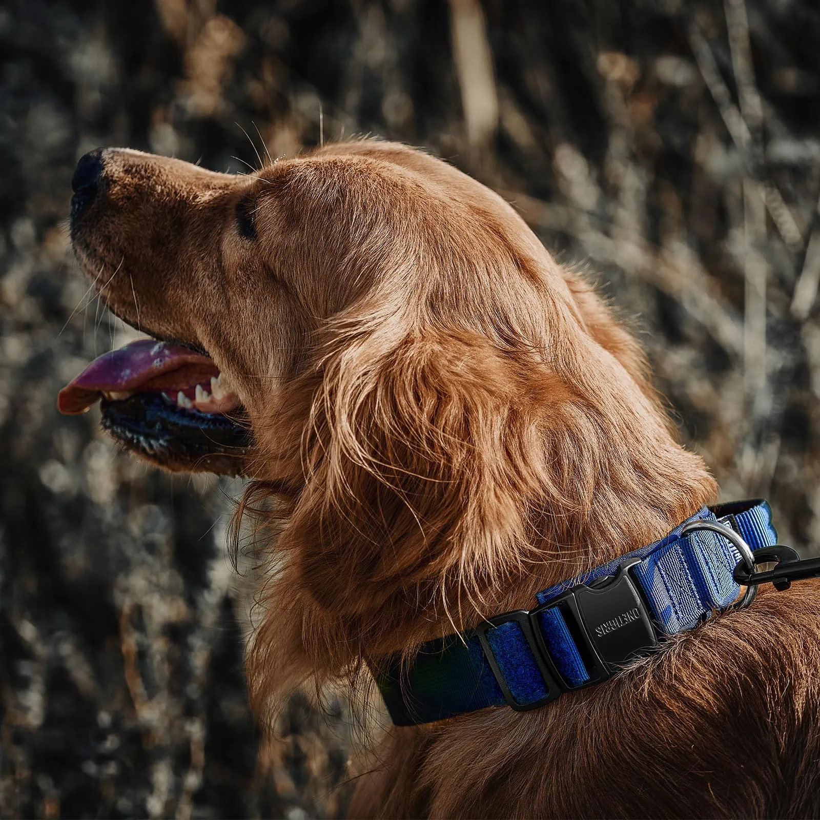OneTigris Collare per cani con fibbia in metallo per cani (Blu, M) - immagine 7