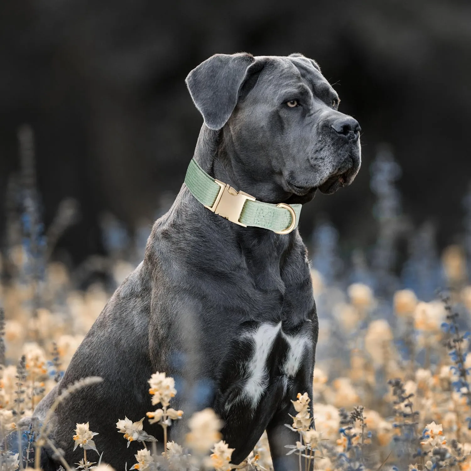 YUDOTE Collare per cani ultra morbido in velluto a coste di cotone naturale realizzato per cani di taglia grande con pelle sensibile, verde salvia - immagine 4