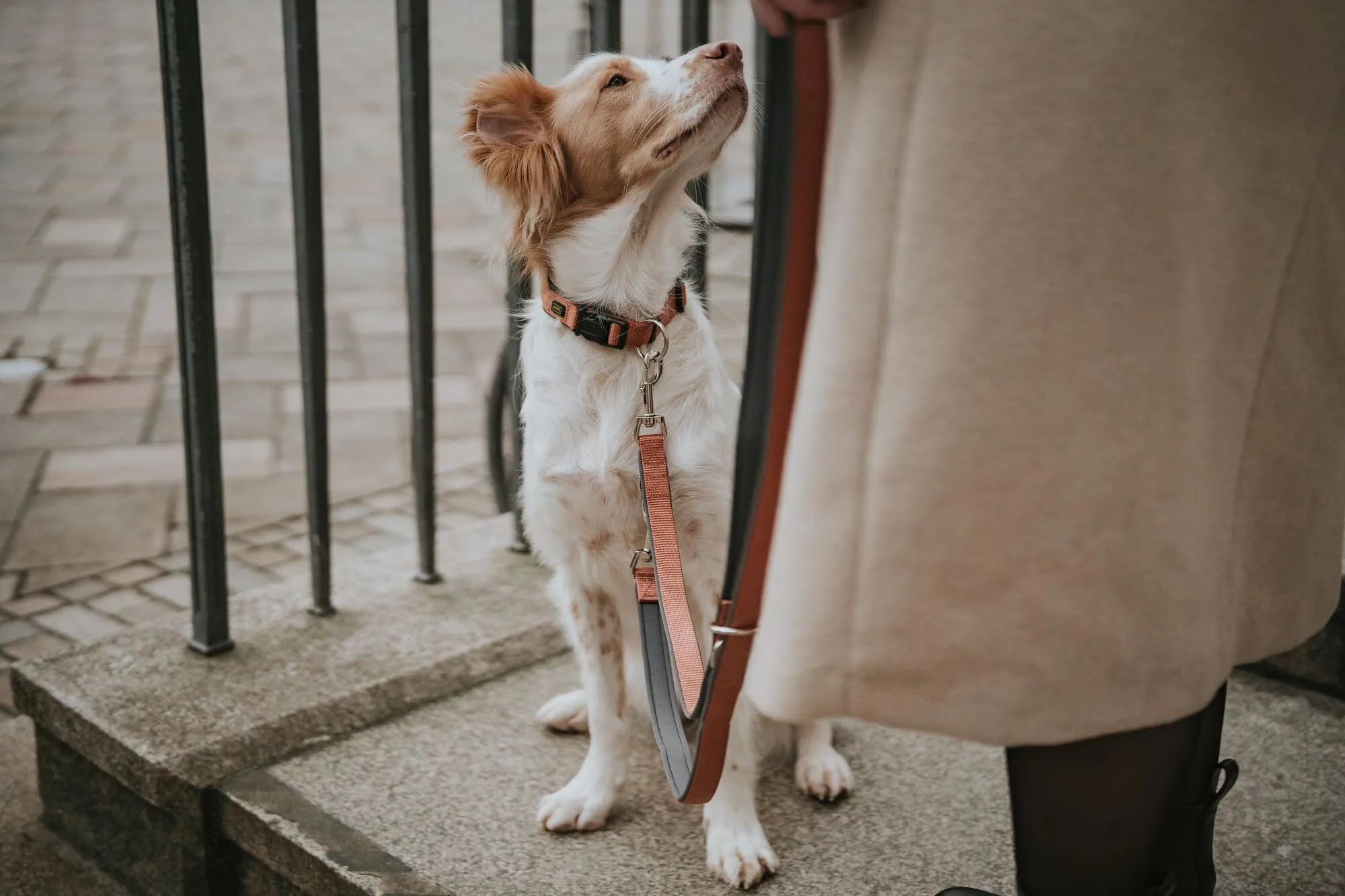 HUNTER Guinzaglio regolabile NEOPREN, colore grigio rame, nylon resistente, regolabile in 3 posizioni, morbida imbottitura in neoprene, ideale per tutti i giorni e l'allenamento, dimensioni: 15-200 - immagine 3