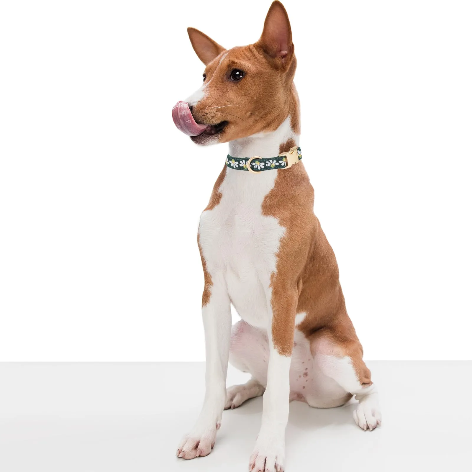 YUDOTE Collare per cani in morbido velluto a coste con nastro jacquard, collare floreale di alta qualità, per cani di taglia media, uso quotidiano, verde - immagine 2