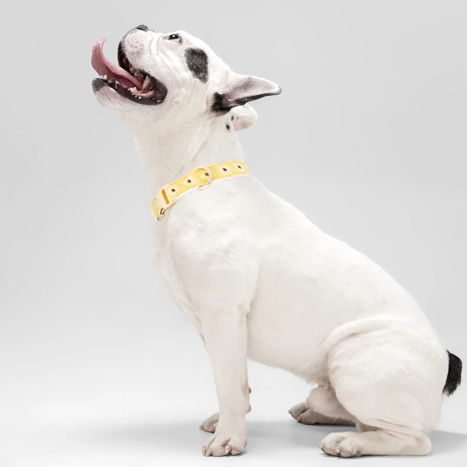 YUDOTE Collare per cani in morbido velluto a coste con nastro jacquard, collare floreale di alta qualità, per cani di taglia media, uso quotidiano, giallo - immagine 3
