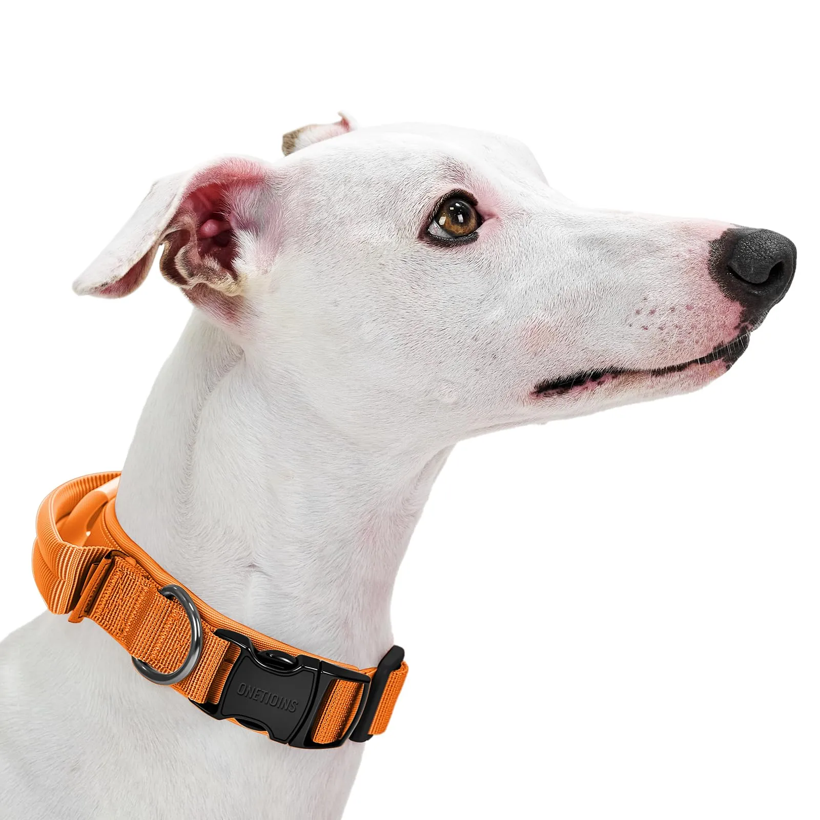 OneTigris Collare per cani con fibbia in metallo per cani (Arancione, S) - immagine 1