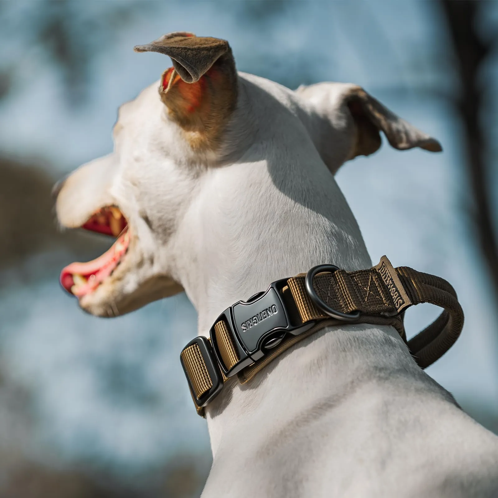 OneTigris Collare per cani con fibbia in metallo per cani (Arancione, S) - immagine 9