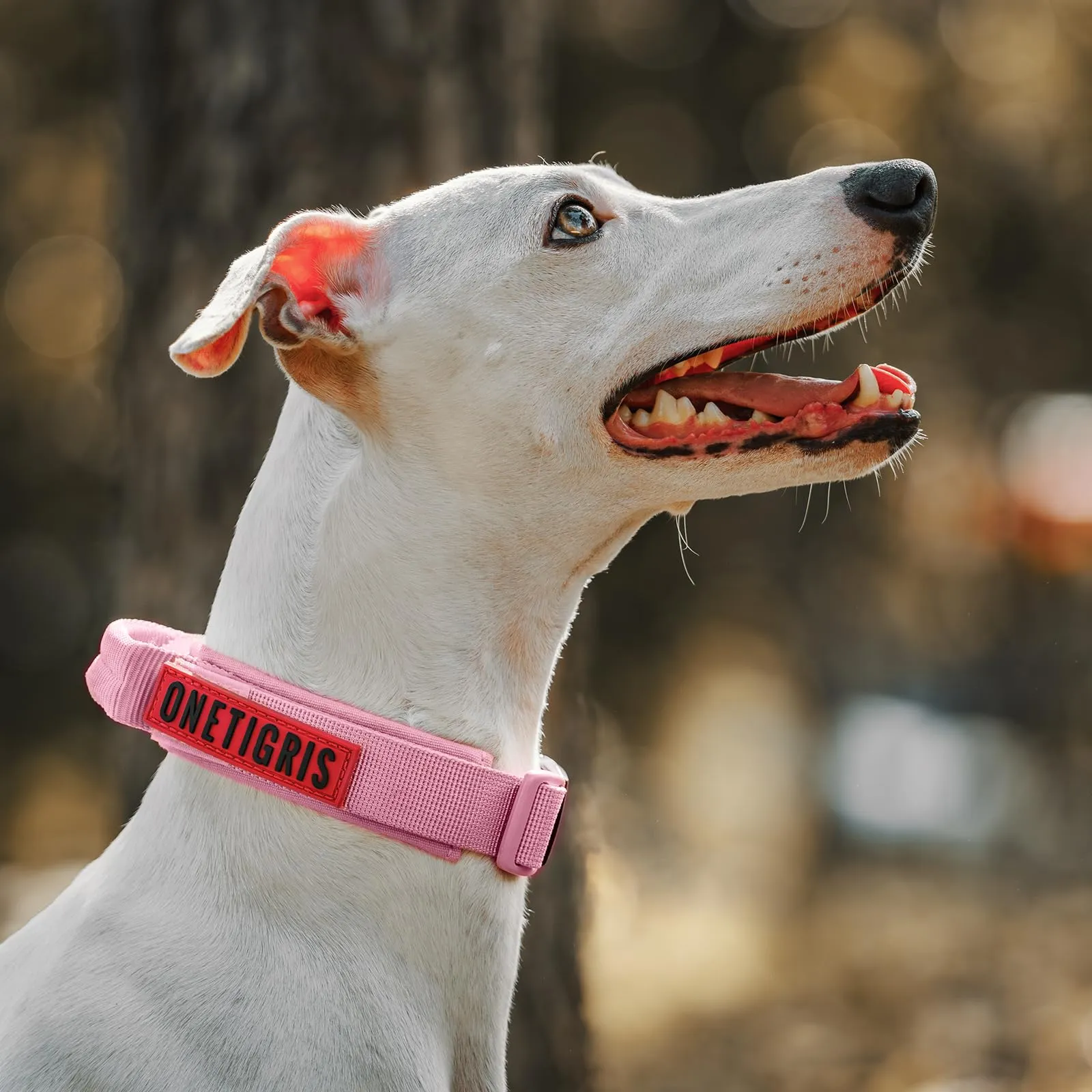 OneTigris Collare per cani con fibbia in metallo per cani (Rosa, S) - immagine 7